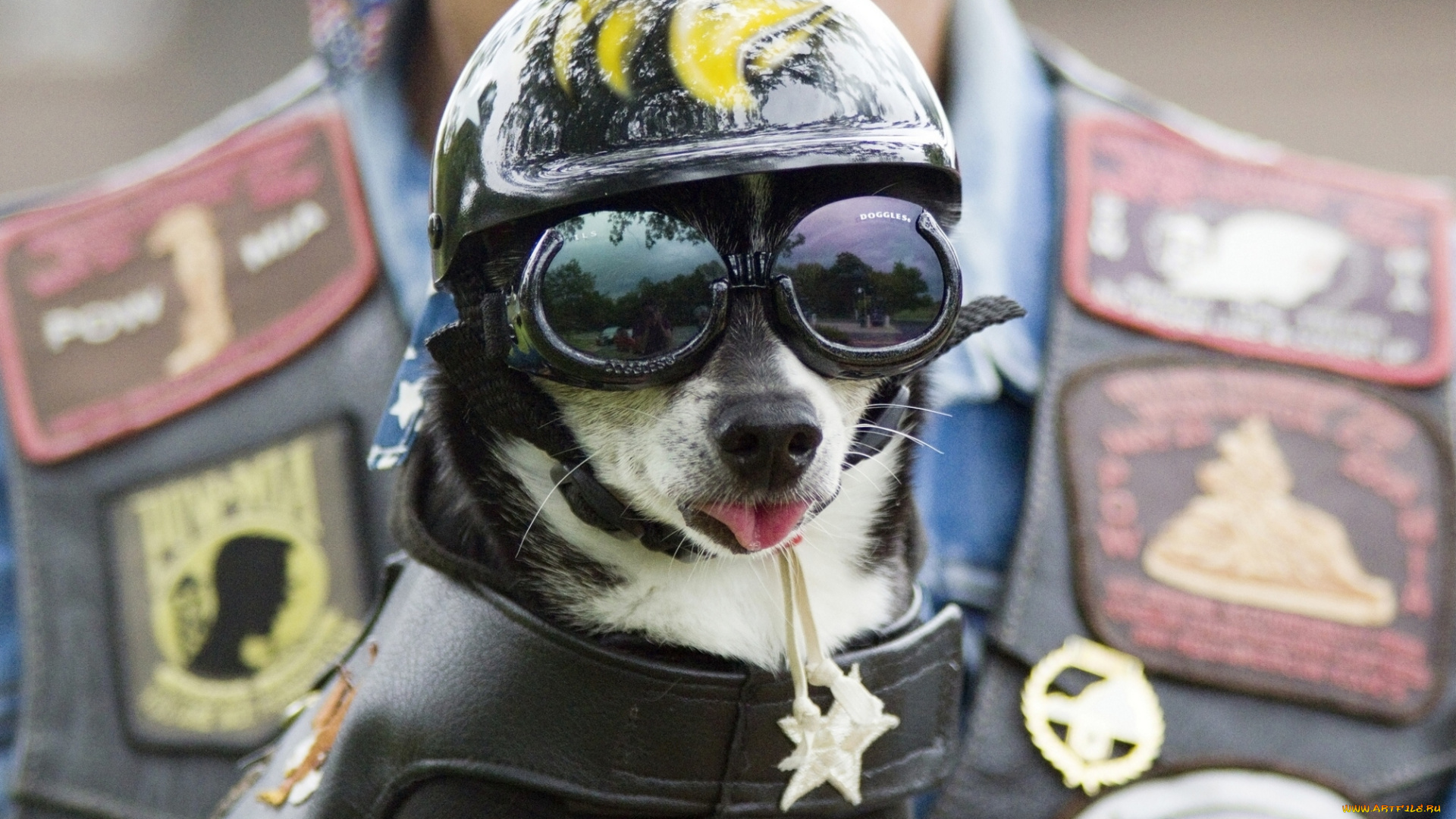 животные, собаки, шлем, очки