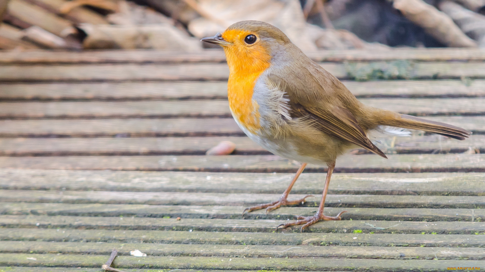 животные, зарянки, малиновки, птичка