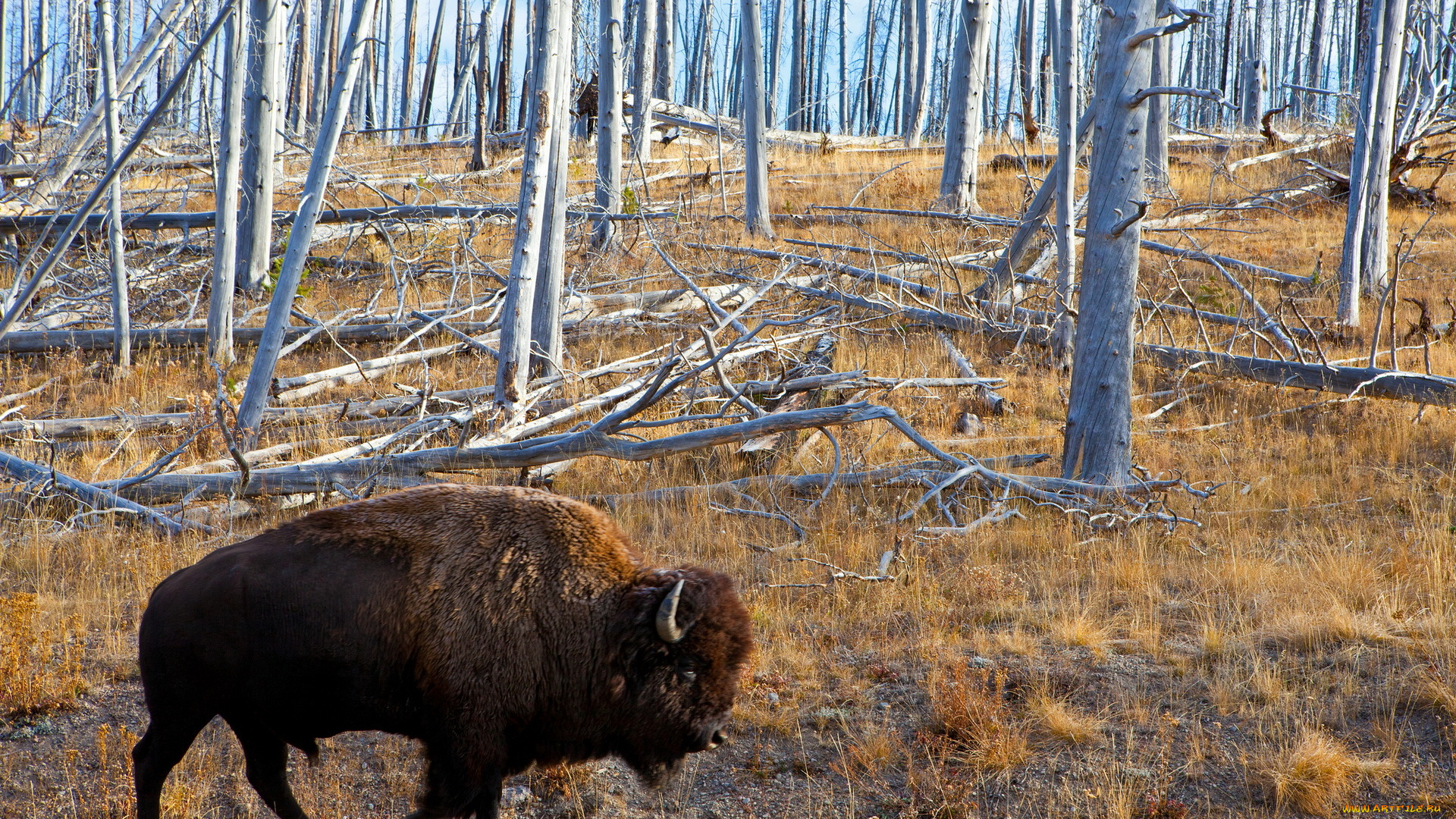 животные, зубры, бизоны, природа, лес, бизон