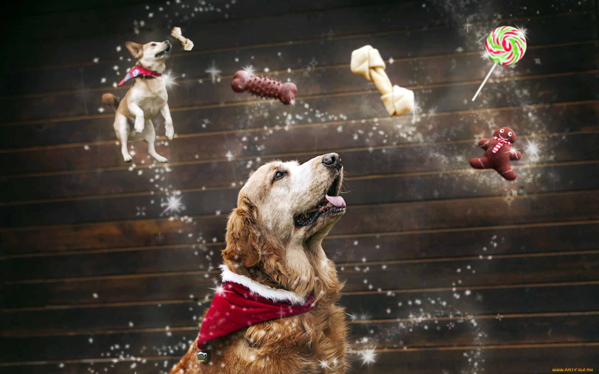 животные, собаки, мечты