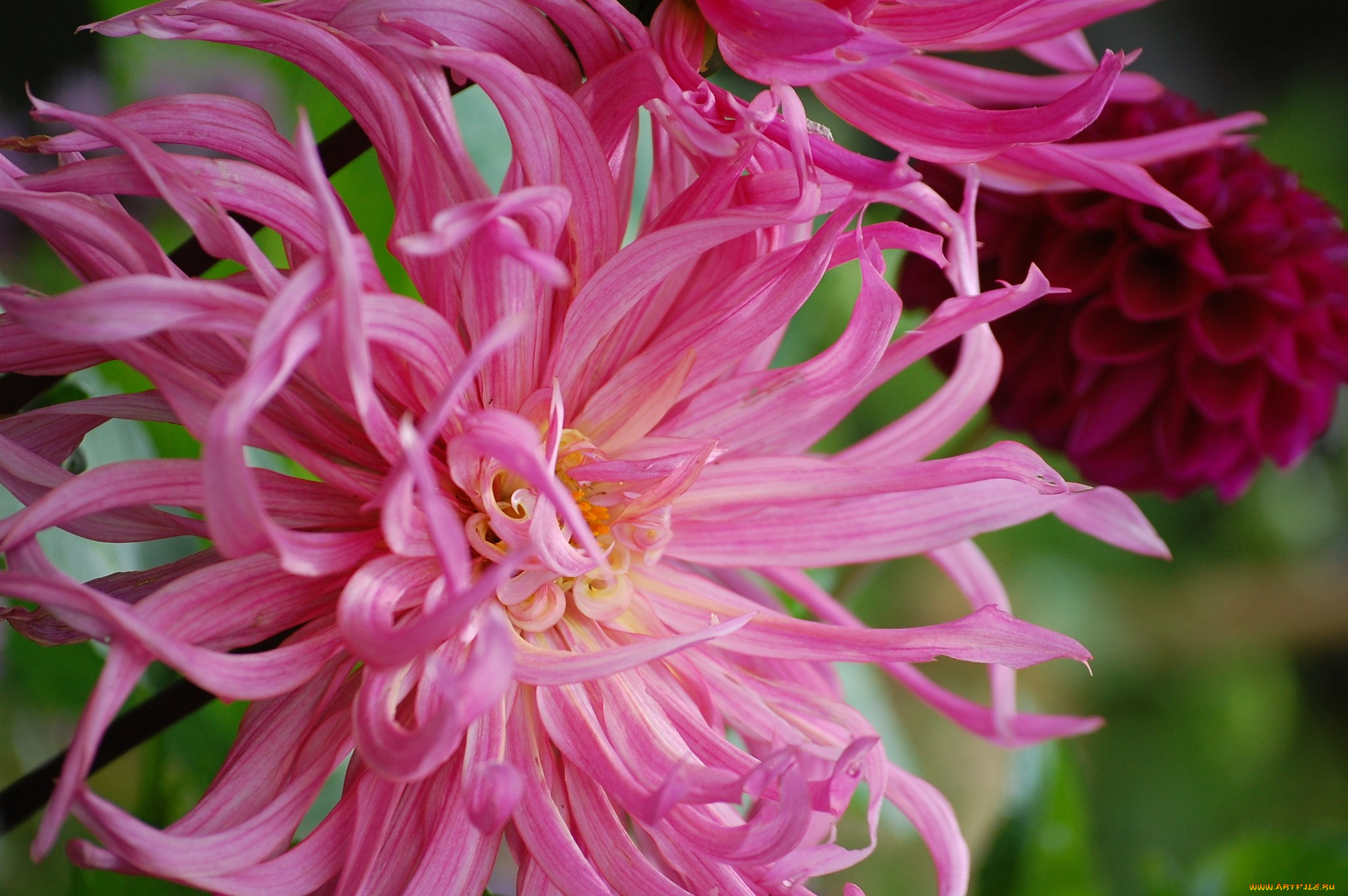 цветы, георгины, лепестки