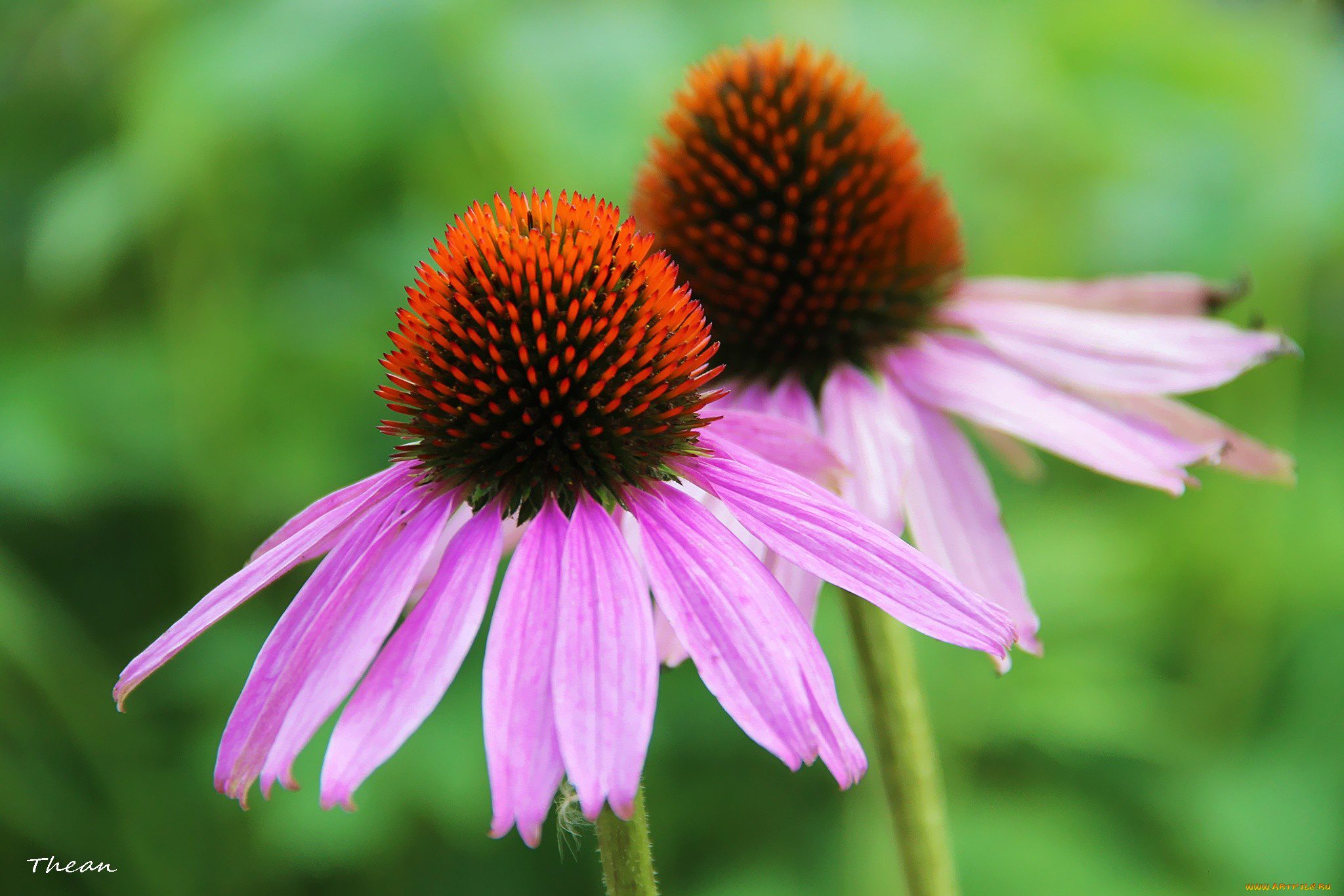 цветы, эхинацея, макро, розовый, лепестки
