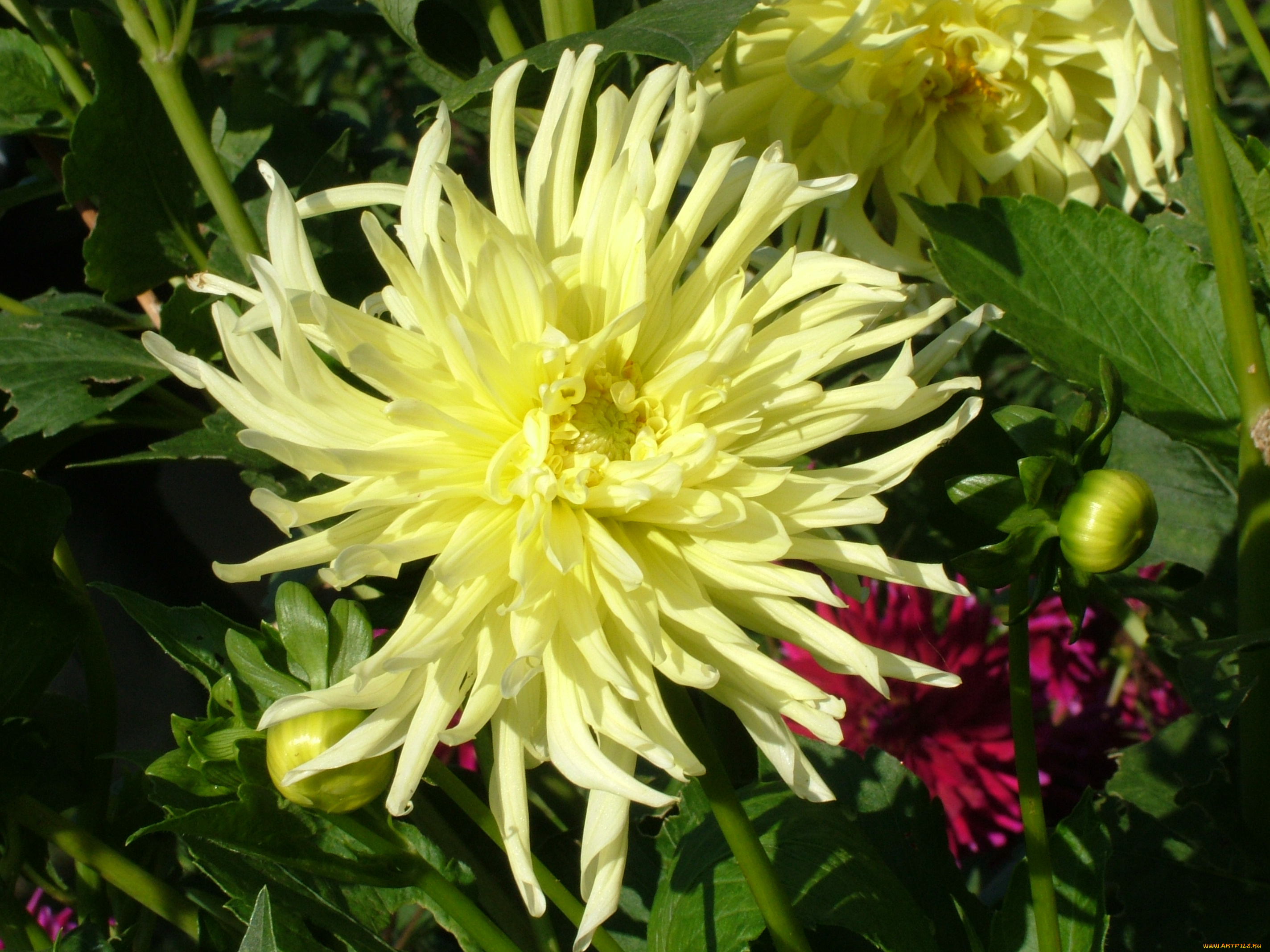 цветы, георгины, лепестки