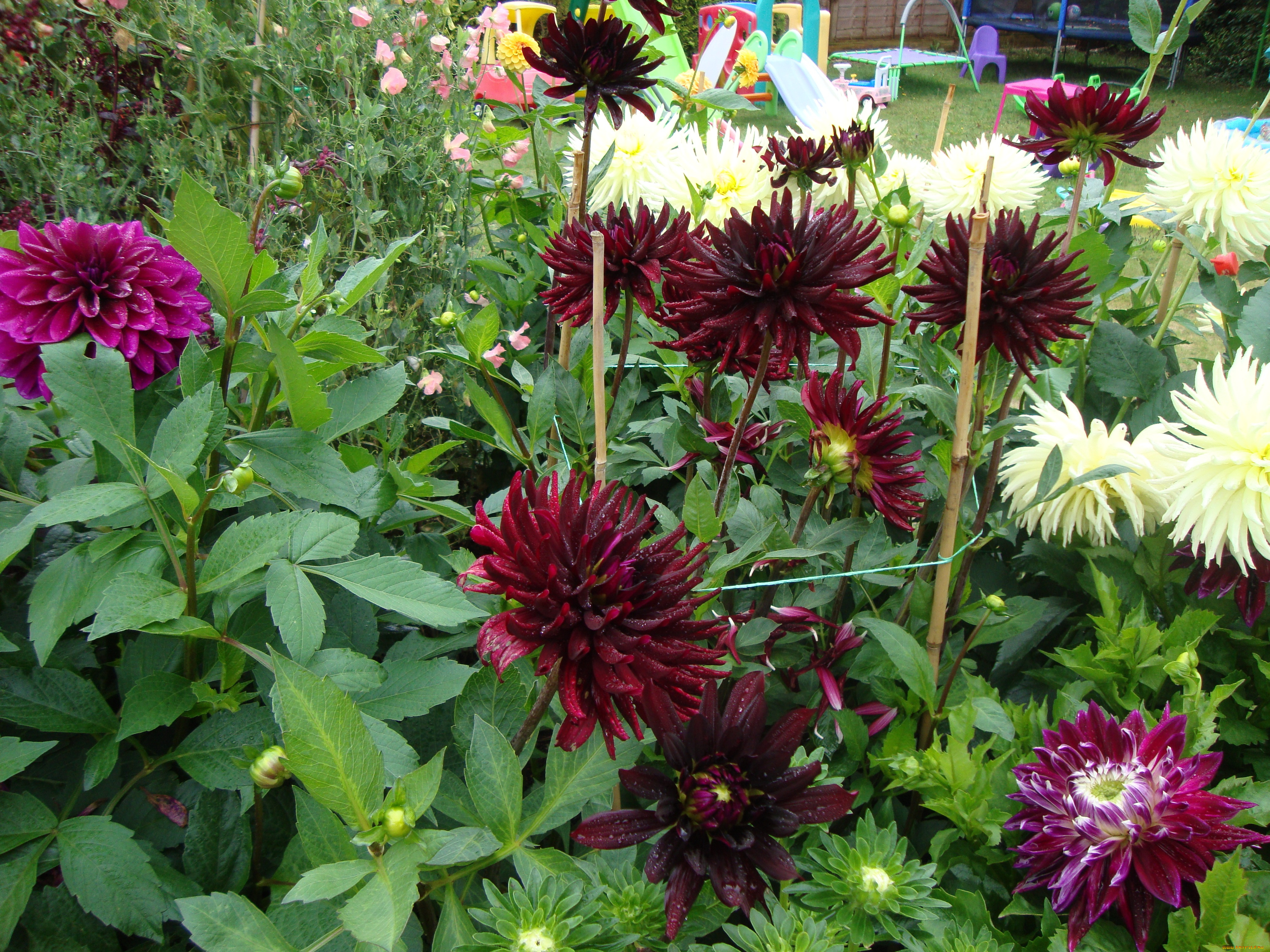 цветы, георгины, лепестки