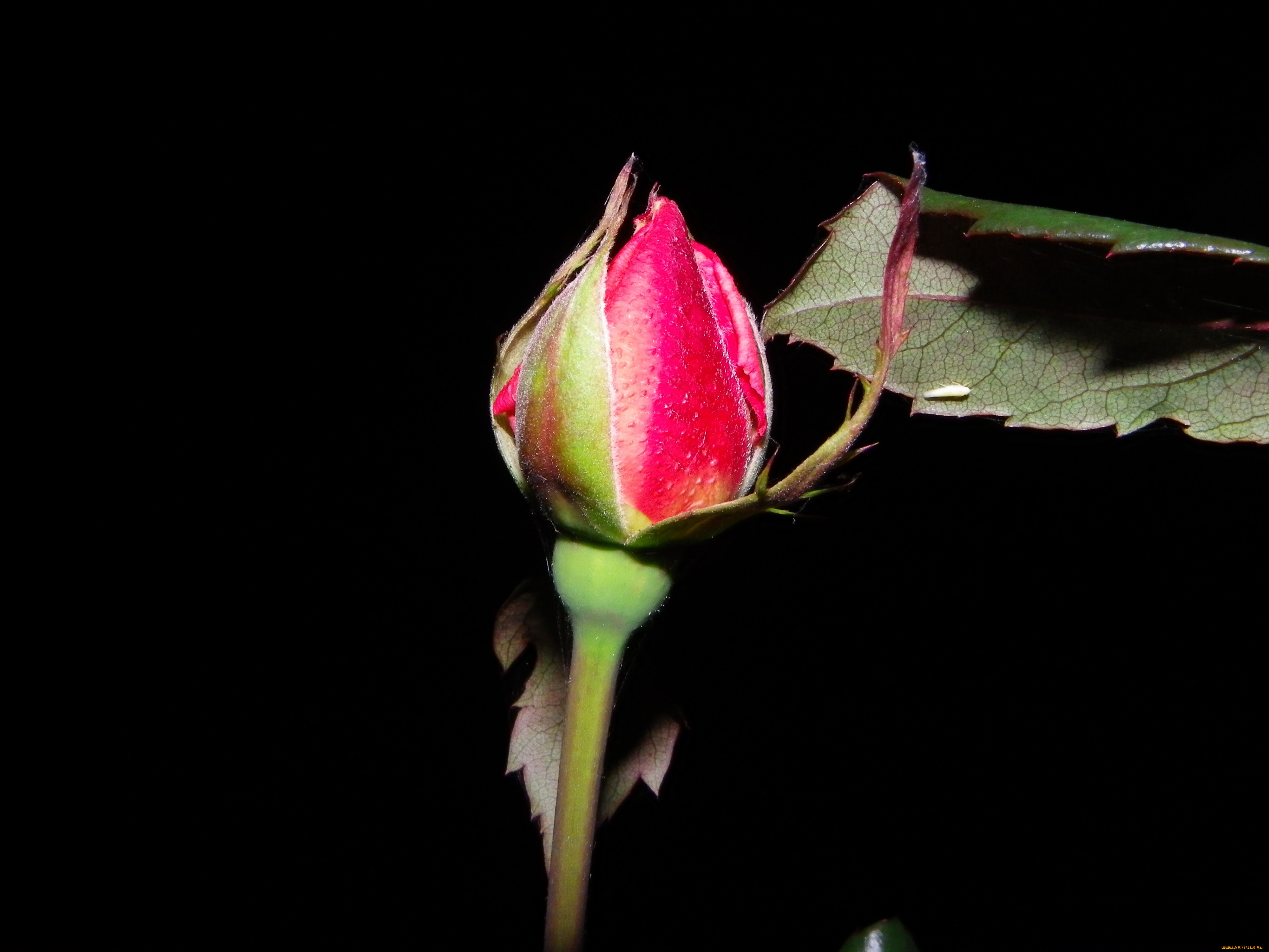 цветы, розы, бутон