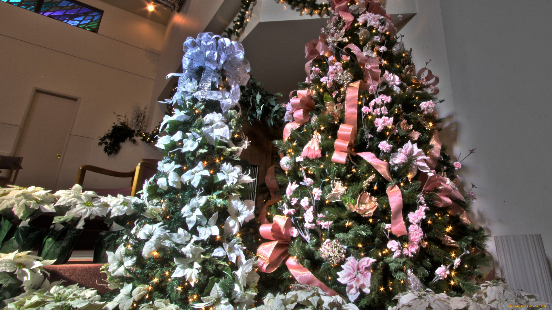 праздничные, Ёлки, ёлки, цветы, пуансеттия