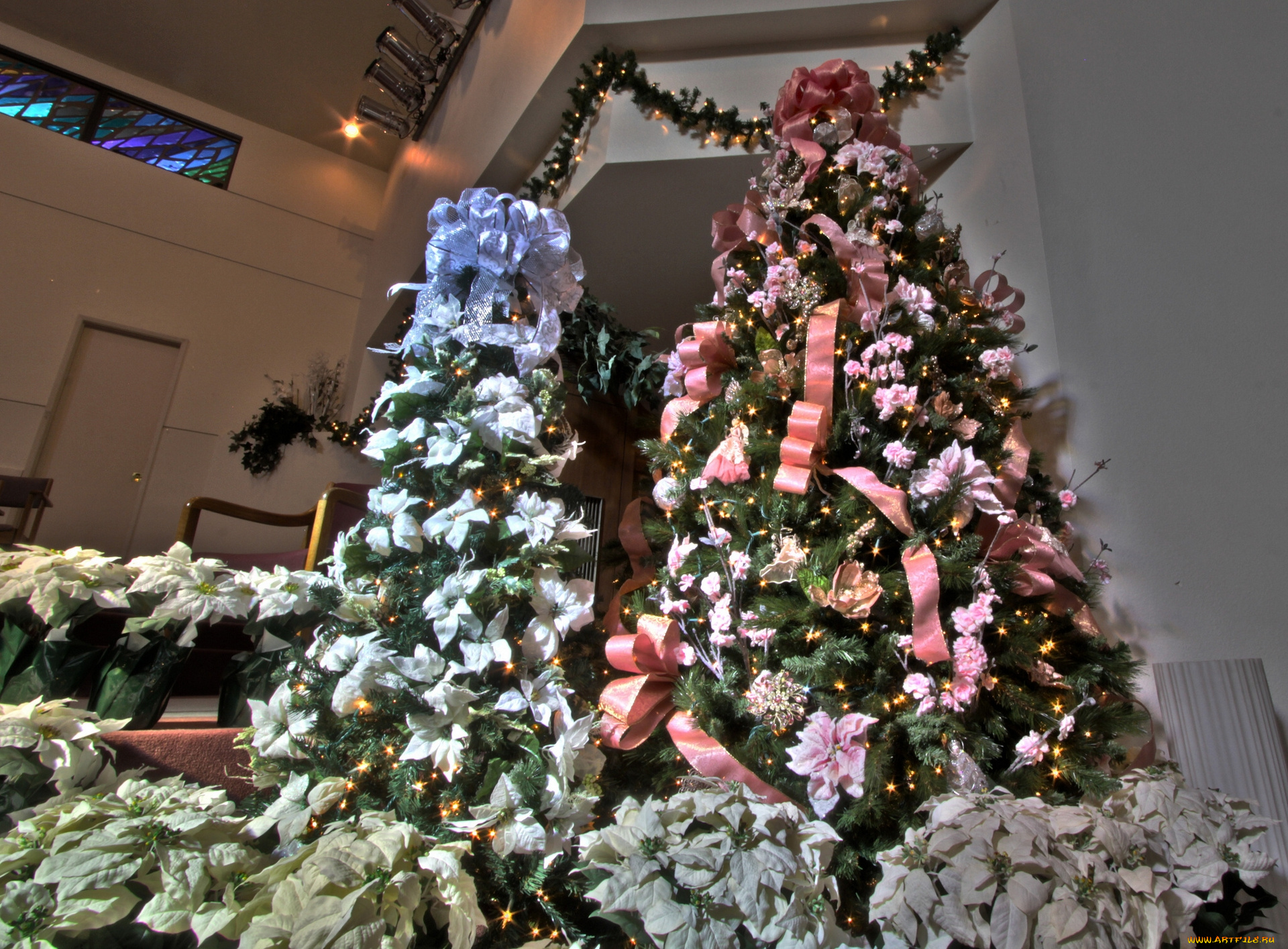 праздничные, Ёлки, ёлки, цветы, пуансеттия