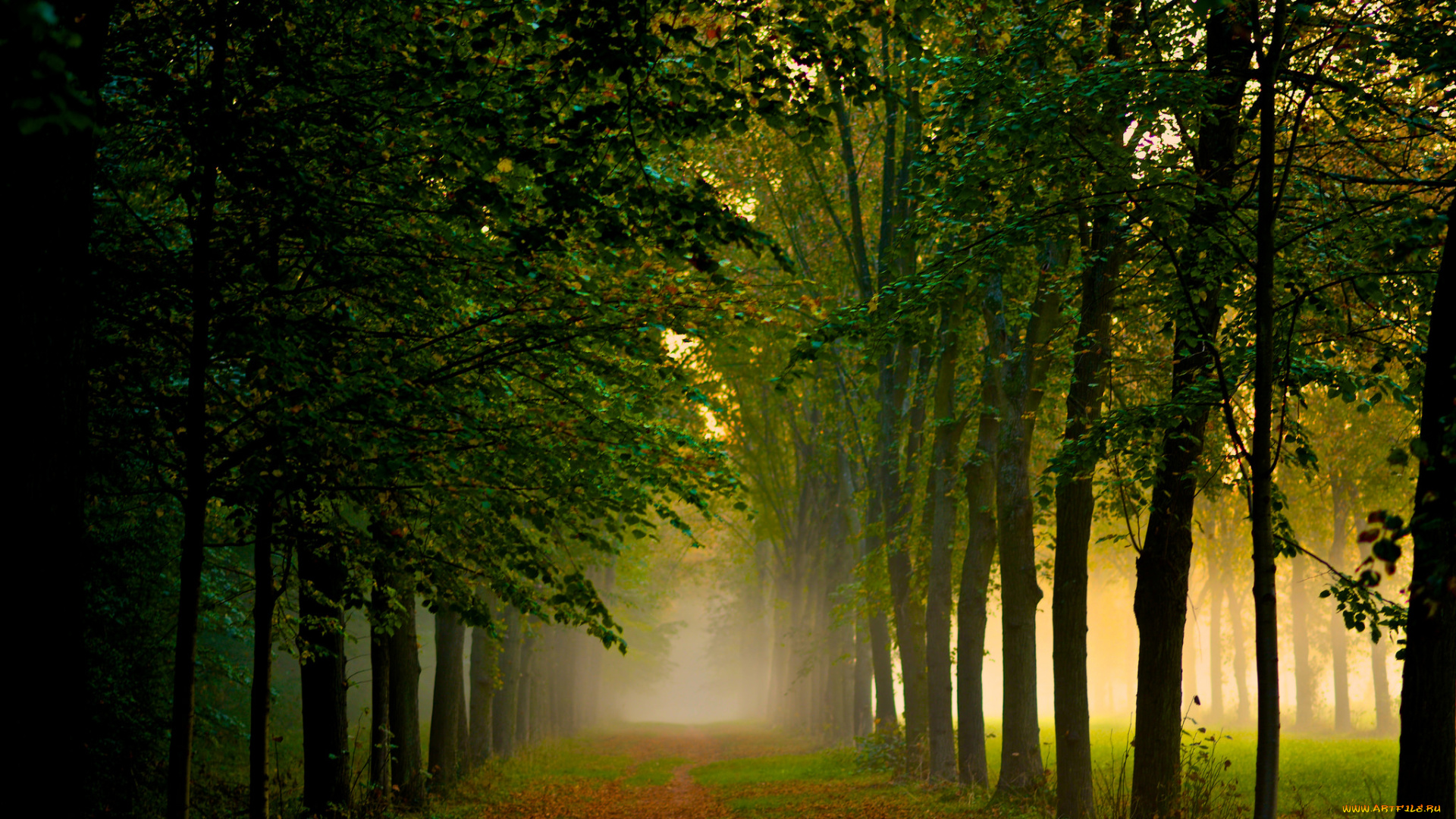 природа, деревья, тропинка, аллея, туман