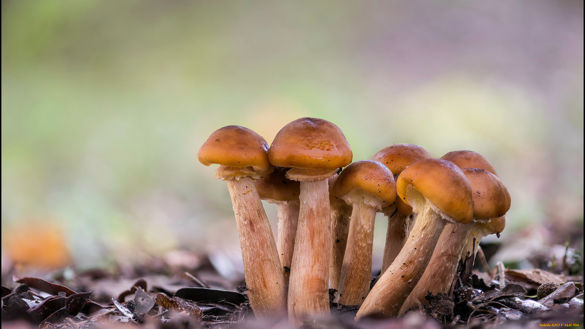 природа, грибы, опята