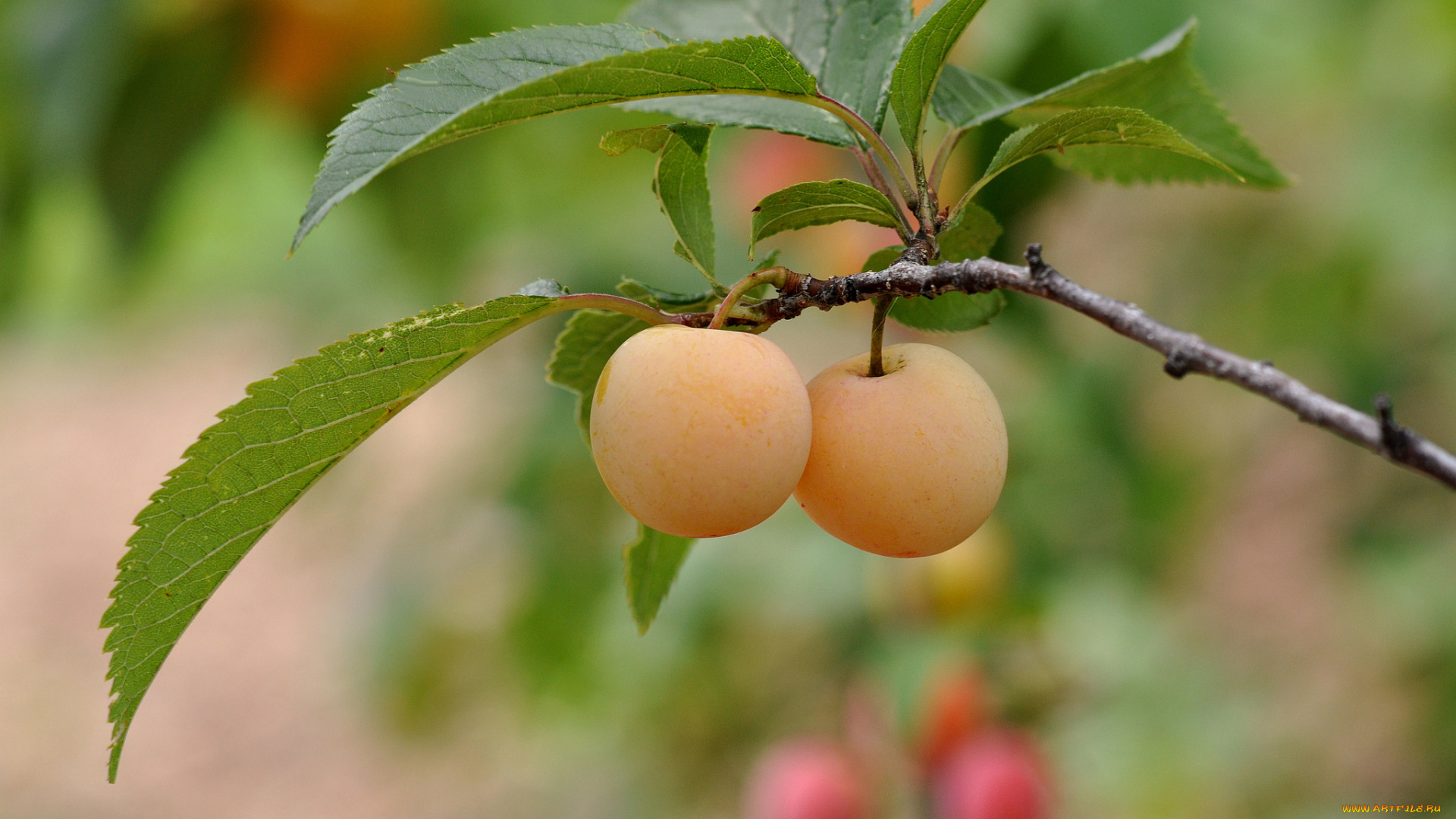 природа, плоды, абрикосы