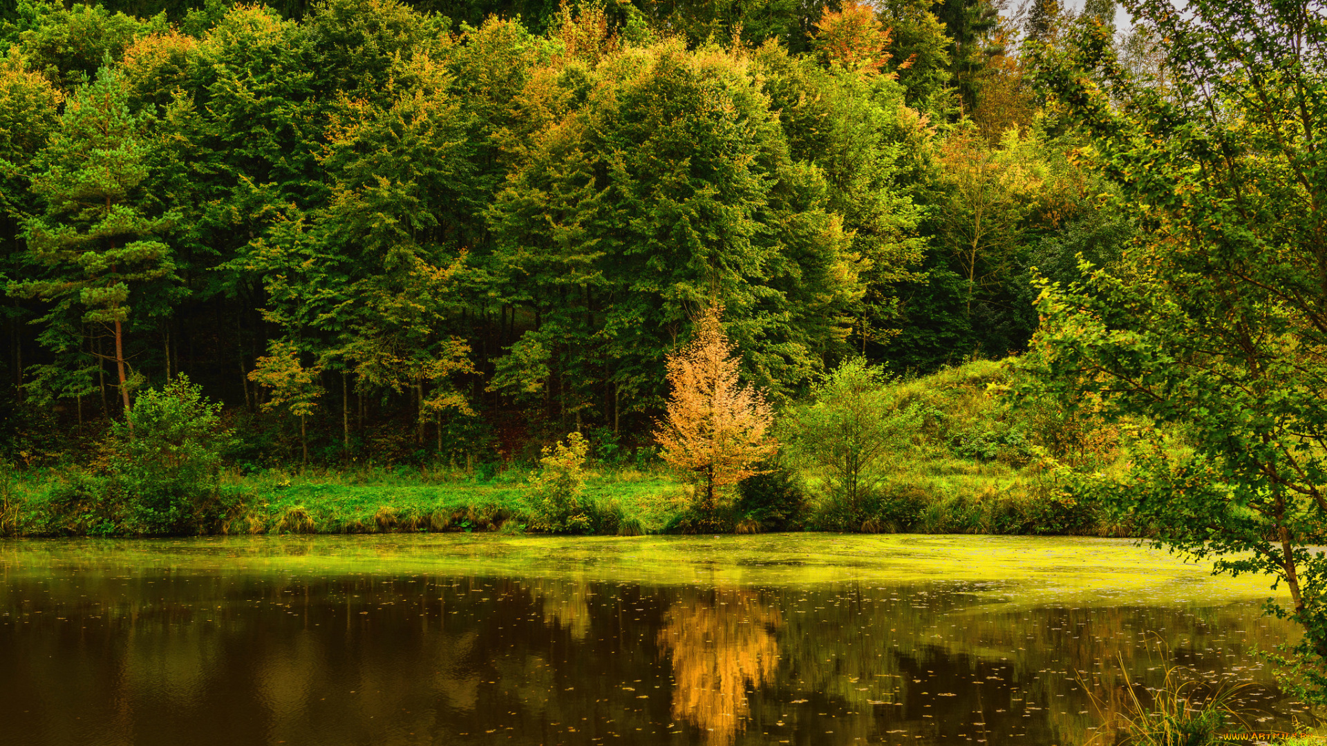 природа, реки, озера, лес, озерко