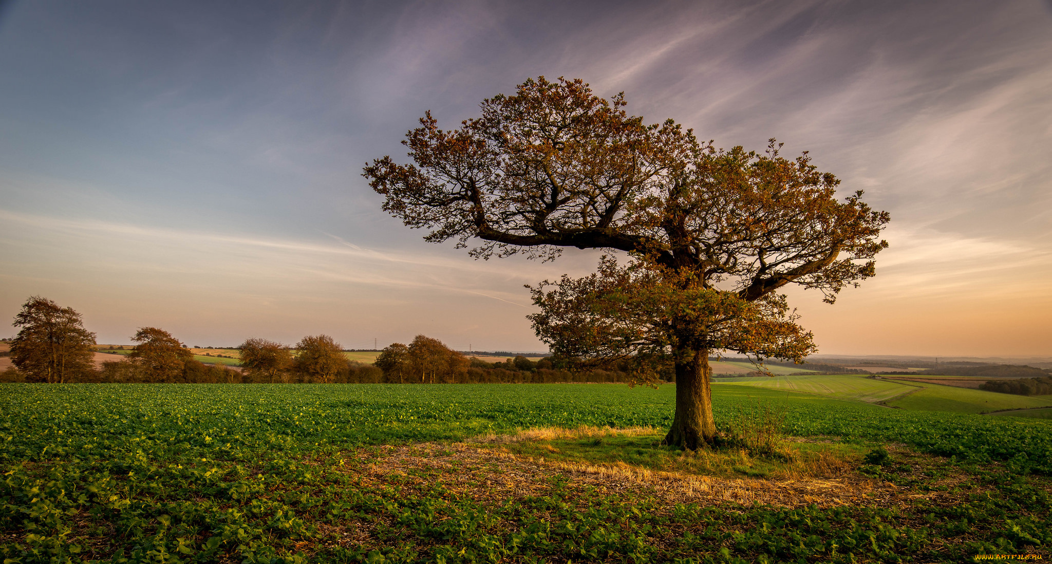 природа, деревья, мостик, река, лес