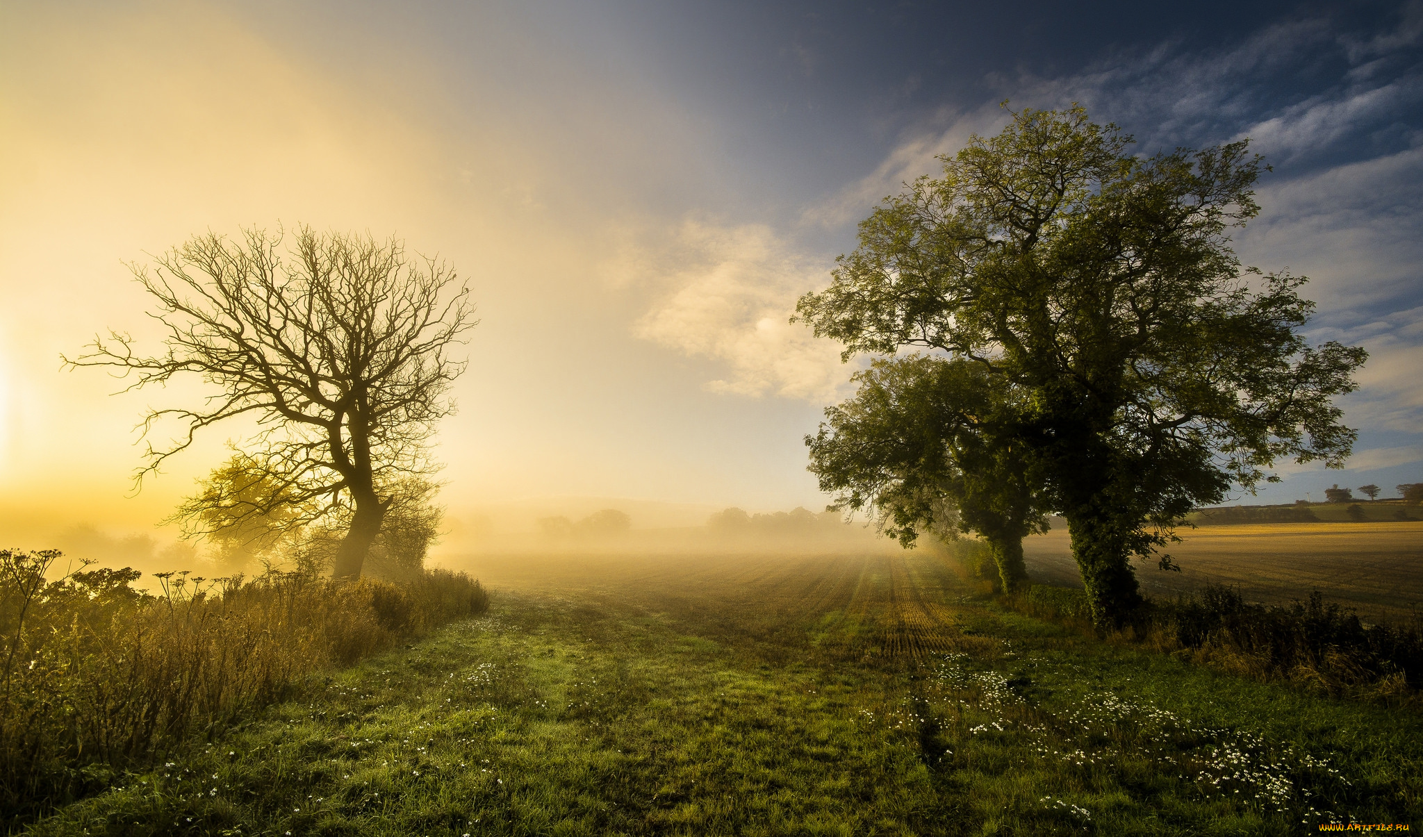природа, восходы, закаты, рассвет, деревья, поле