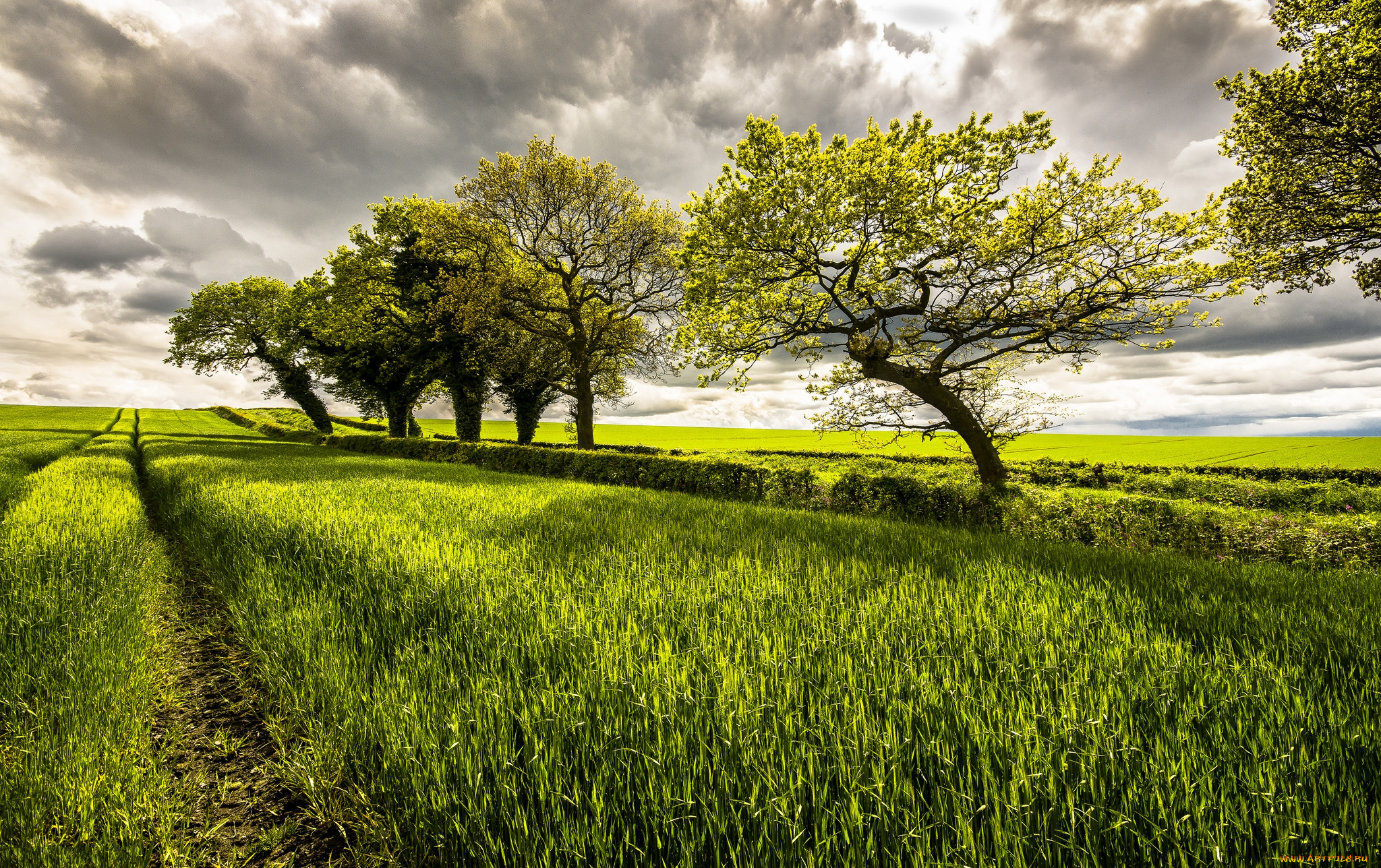 природа, поля, колея, поле, деревья
