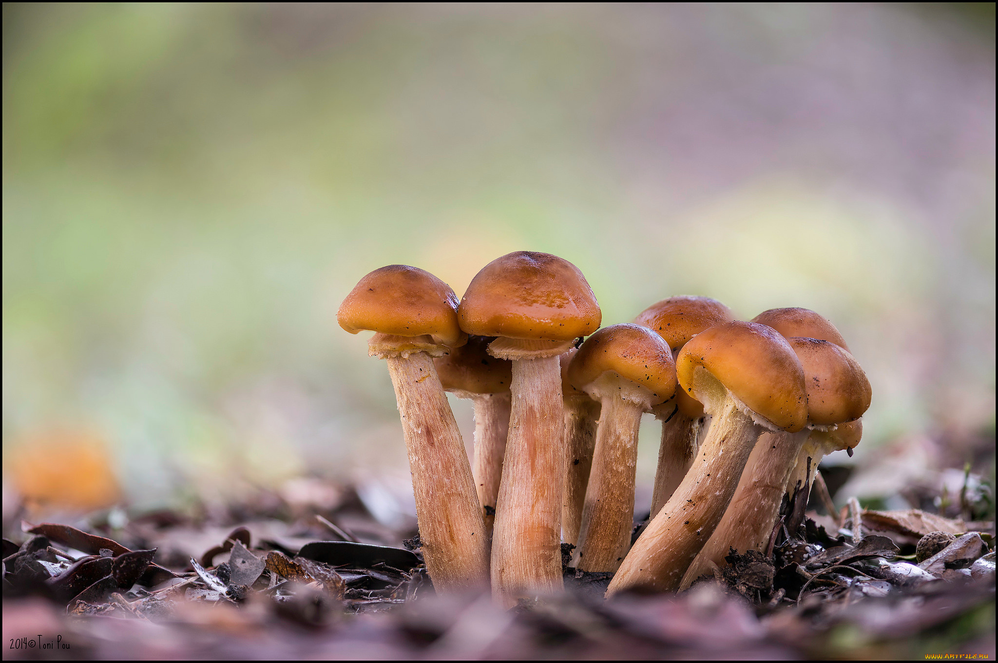 природа, грибы, опята