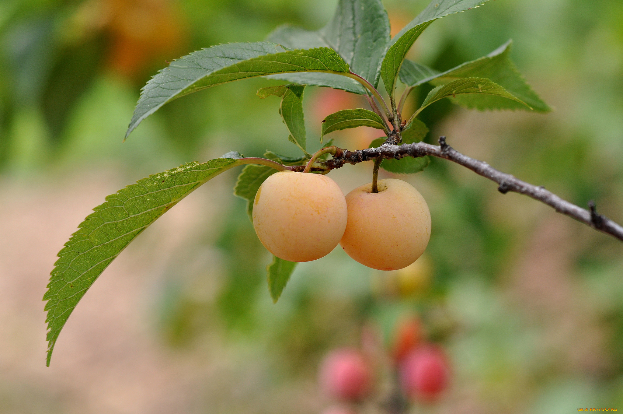 природа, плоды, абрикосы