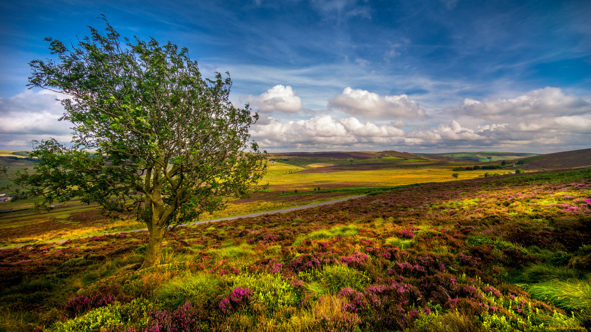 природа, пейзажи, равнина, дерево