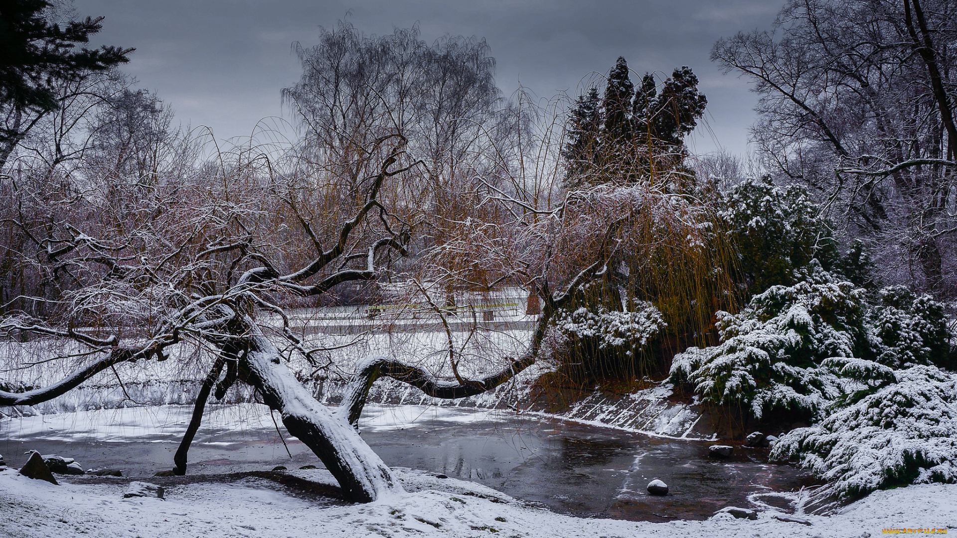 природа, зима, парк, снег