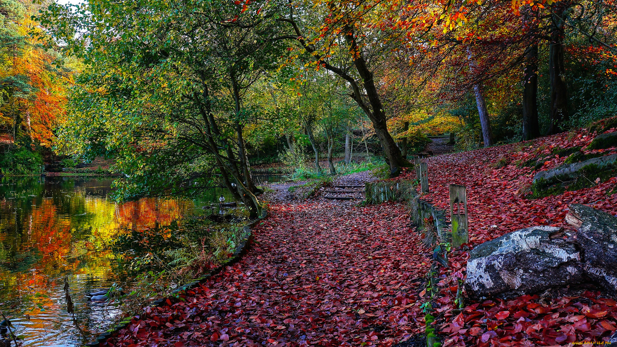 природа, реки, озера, лес, река, осень