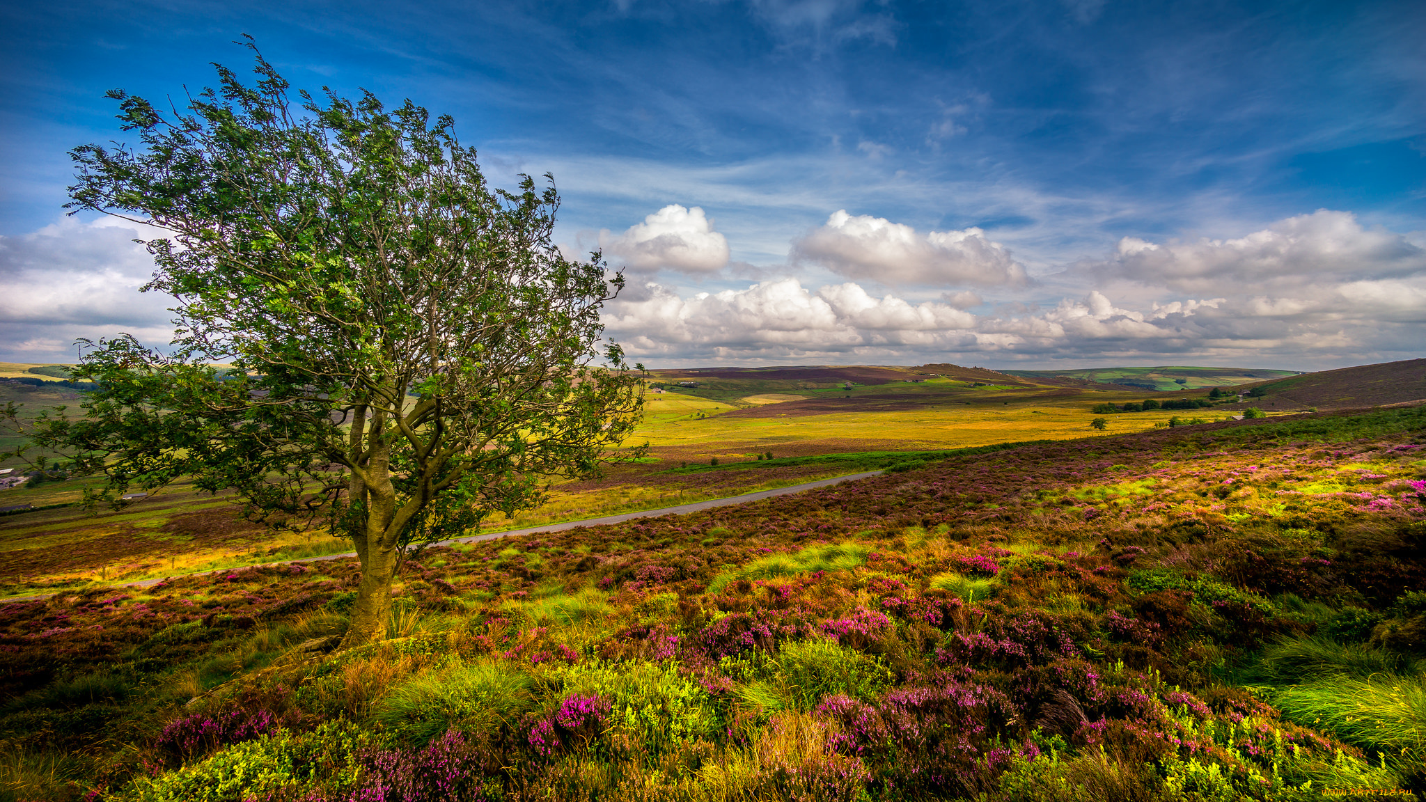 природа, пейзажи, равнина, дерево