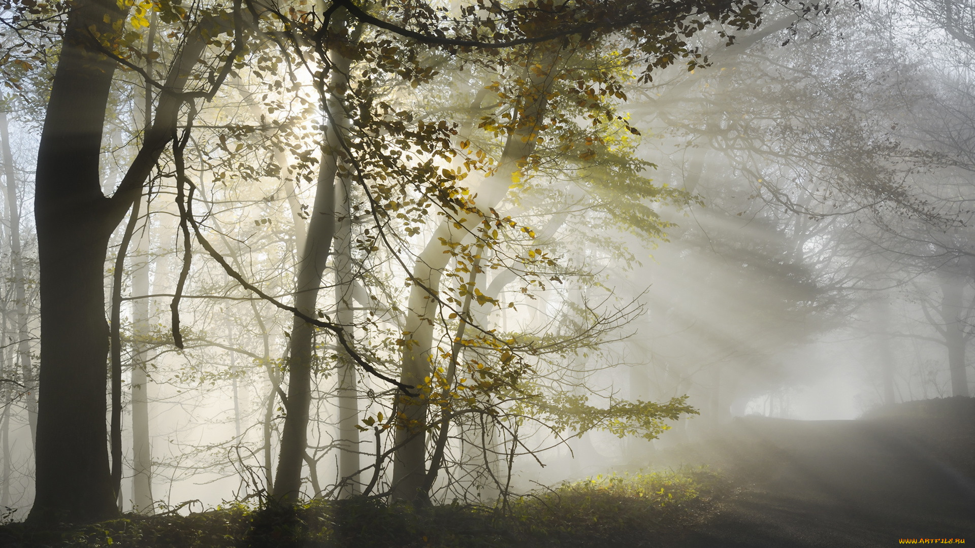 природа, лес, утро, дорога, свет