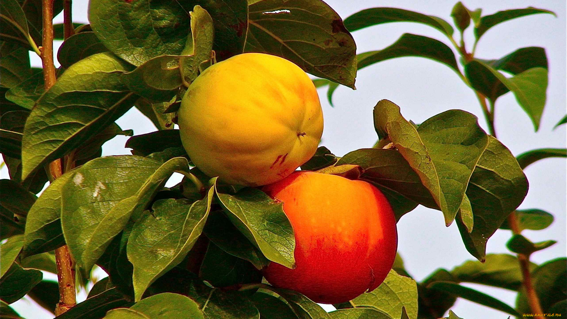 природа, плоды, фрукты