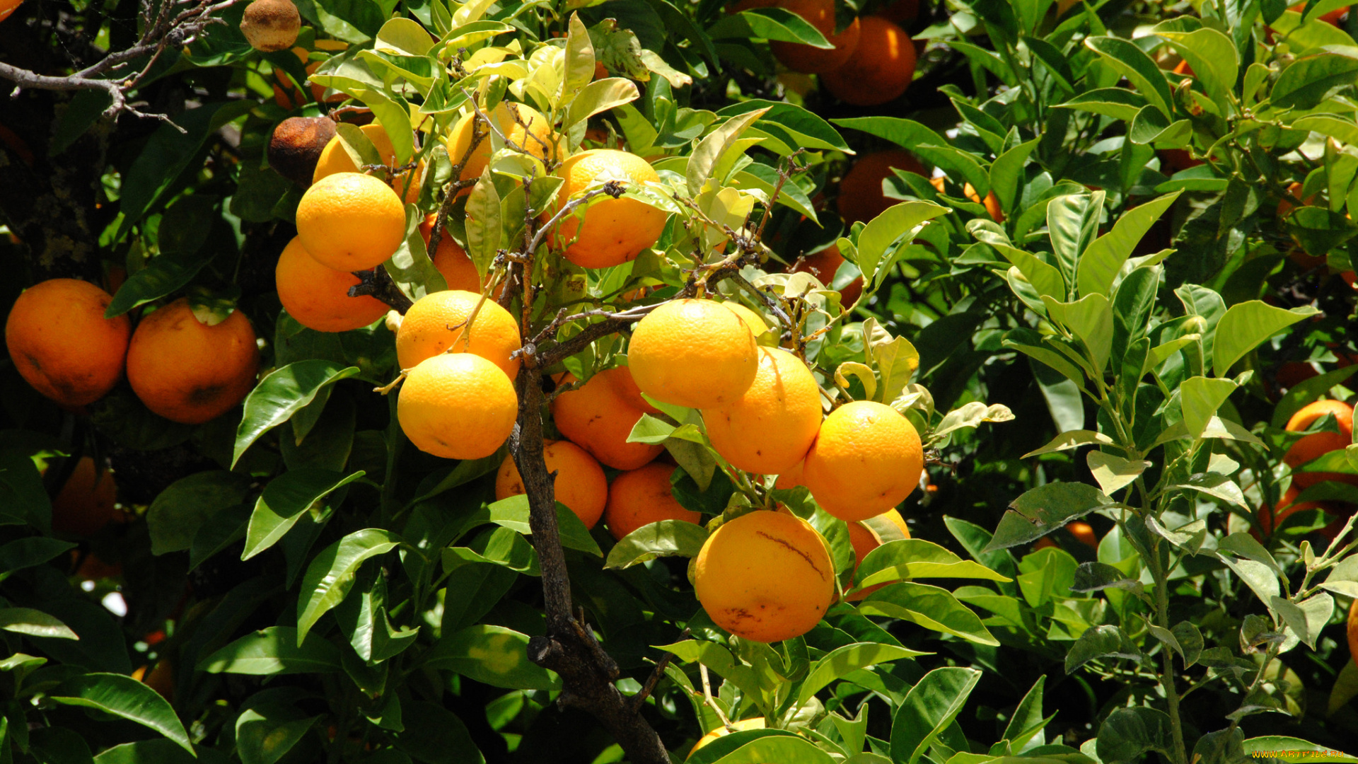 природа, плоды, фрукты