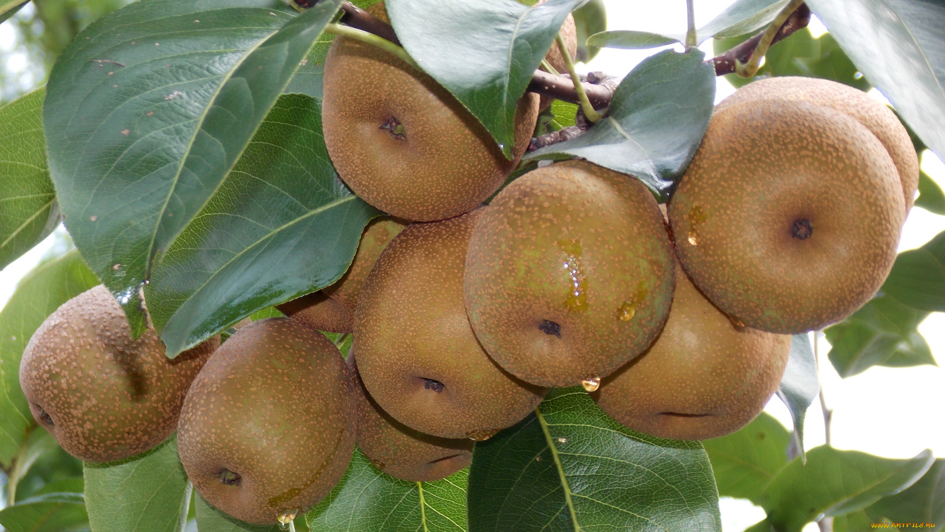 природа, плоды, фрукты