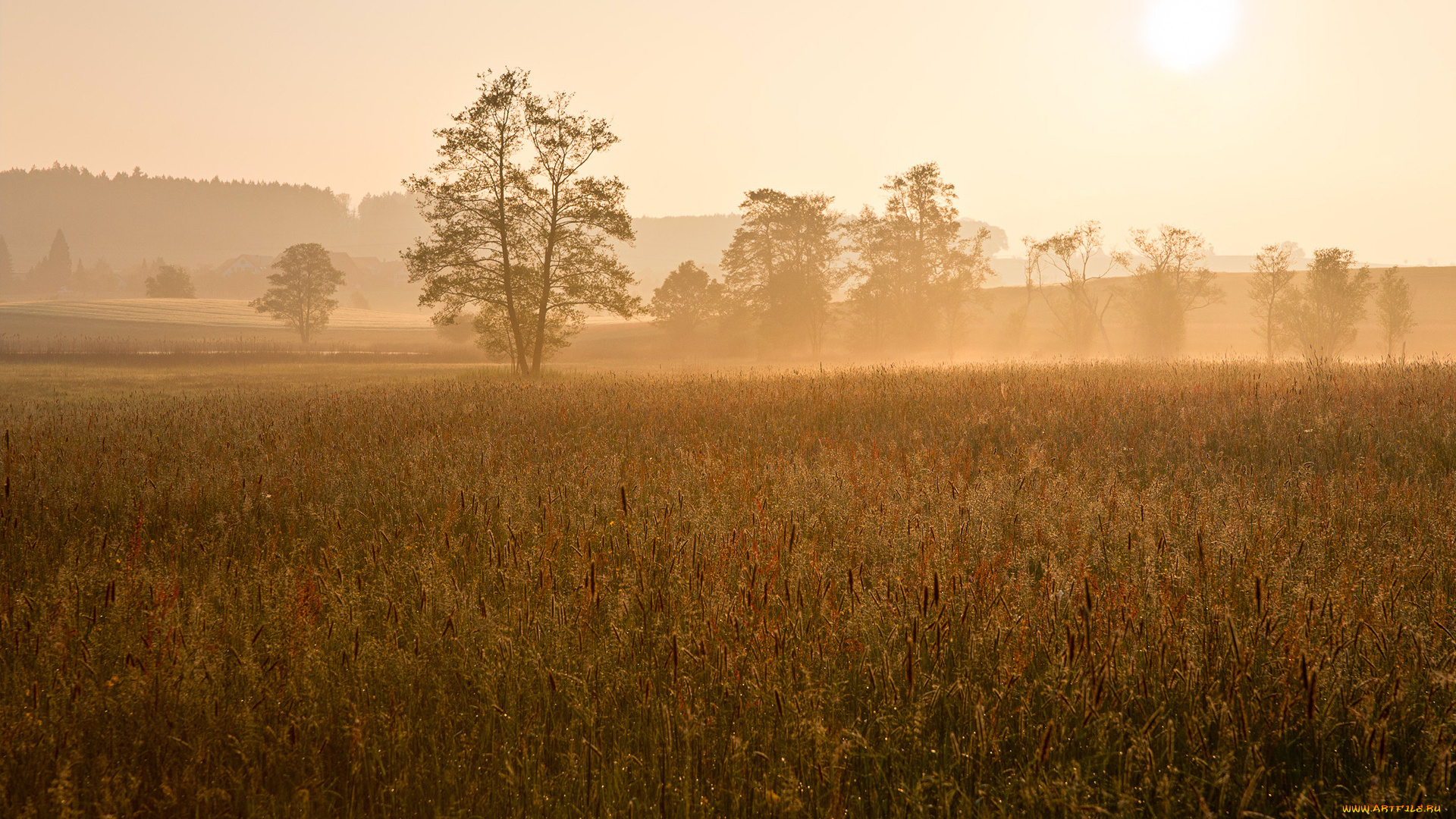 природа, поля, туман, поле