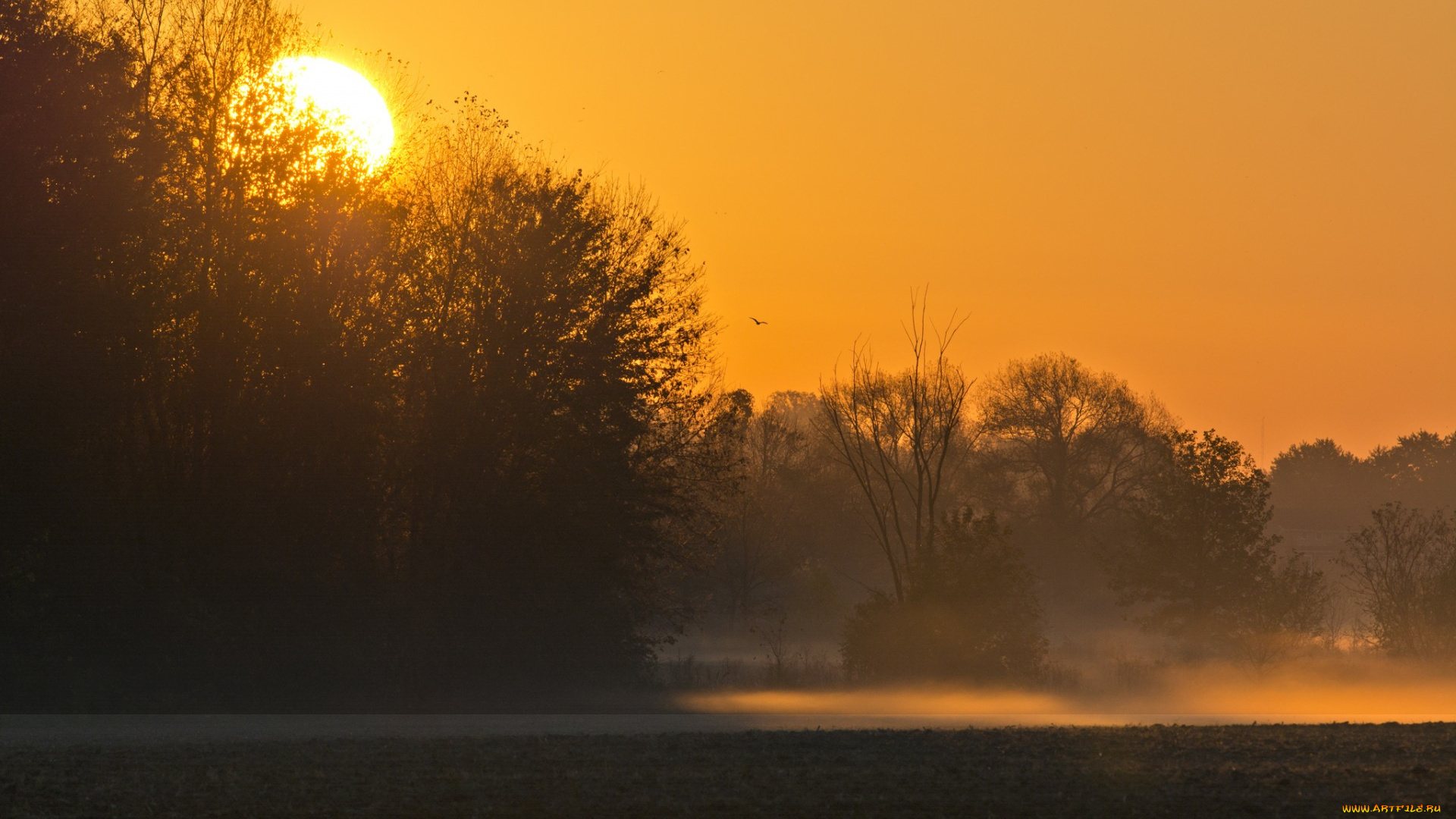 природа, восходы, закаты, деревья, закат