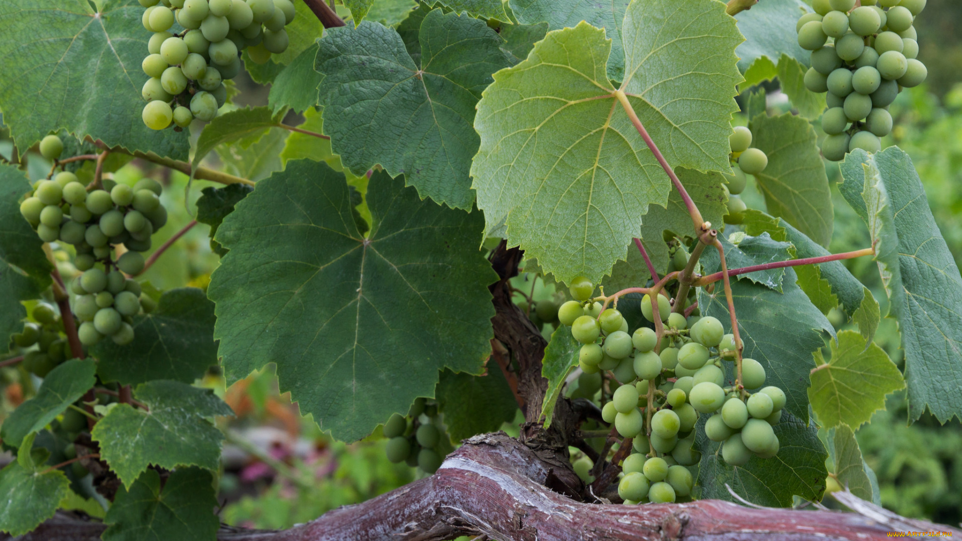 природа, Ягоды, , виноград, лоза