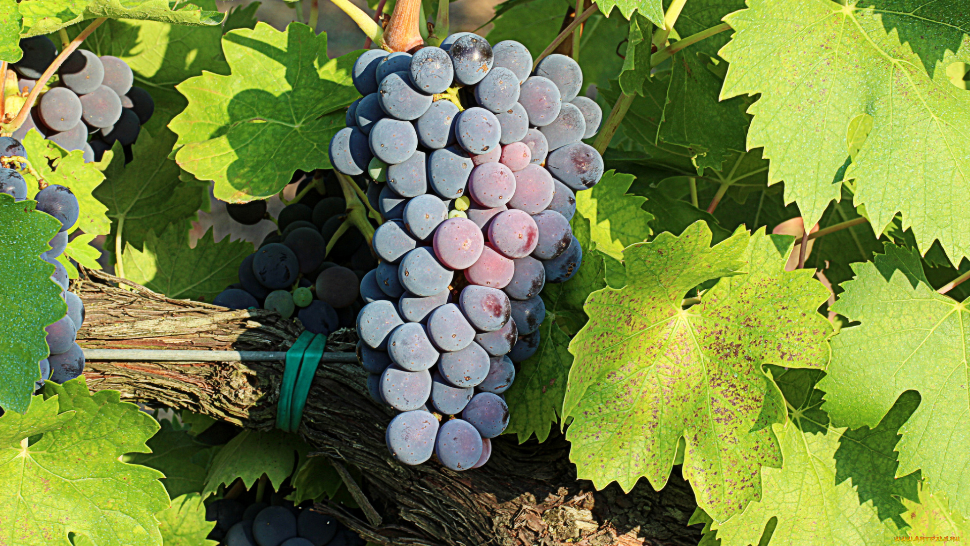 природа, Ягоды, , виноград, лоза