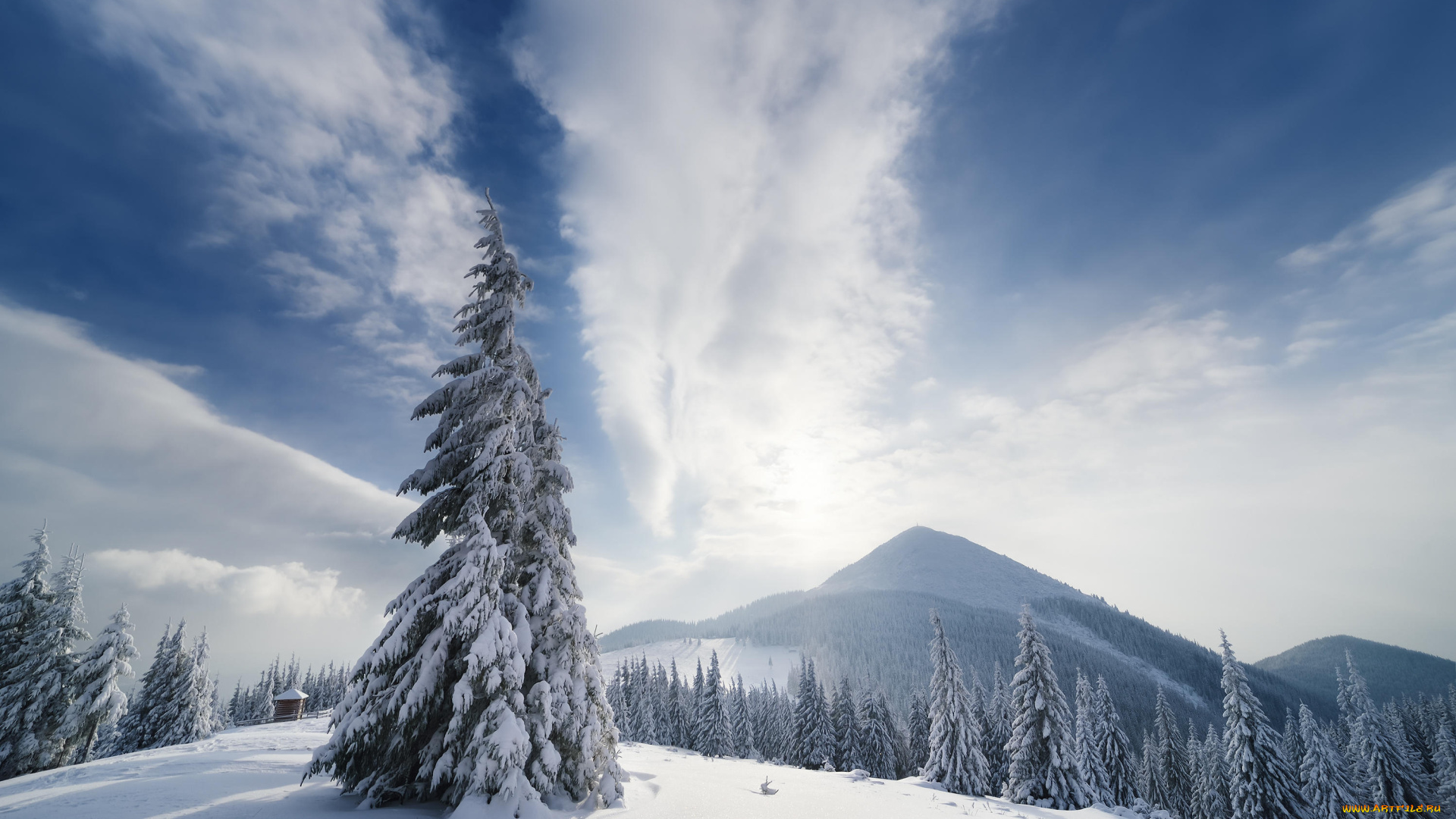 природа, зима, снег, деревья