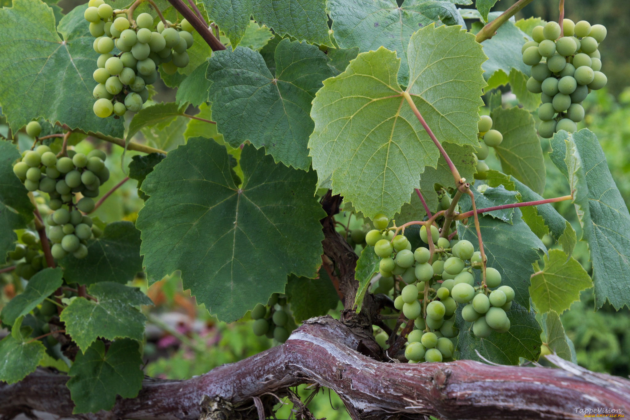 природа, Ягоды, , виноград, лоза