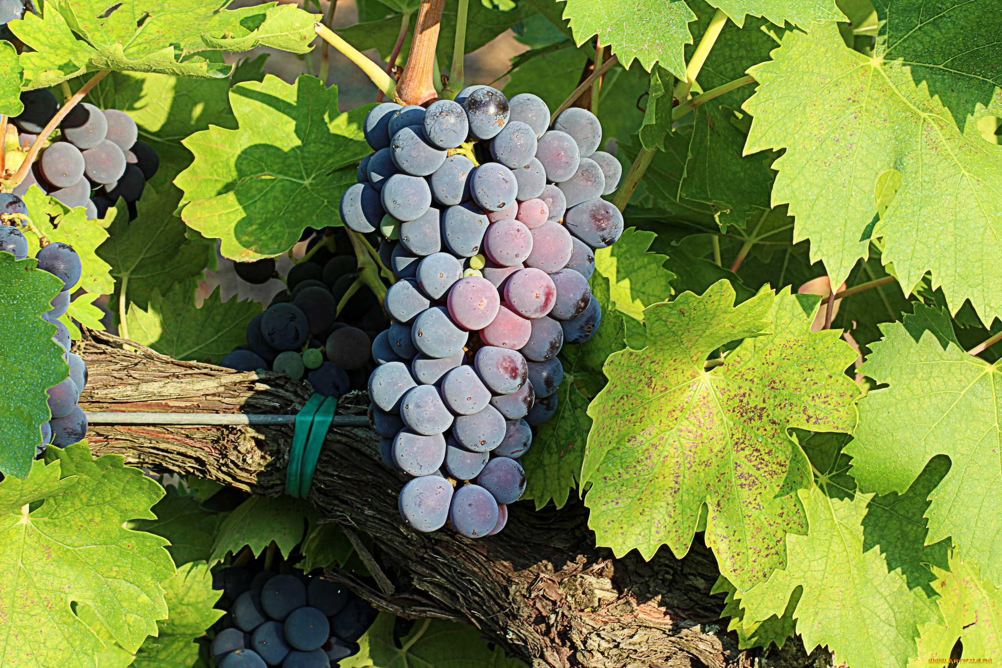 природа, Ягоды, , виноград, лоза