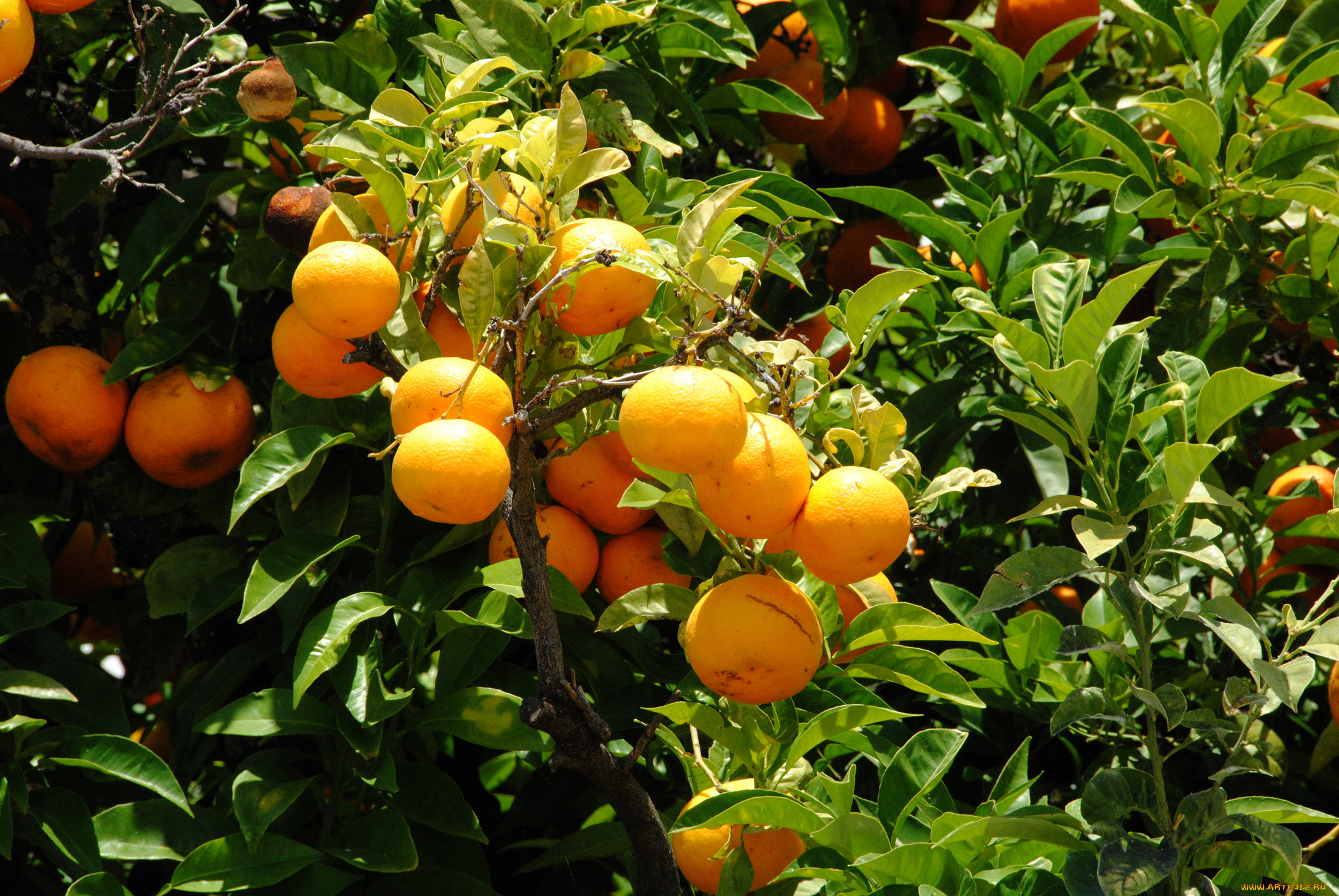 природа, плоды, фрукты