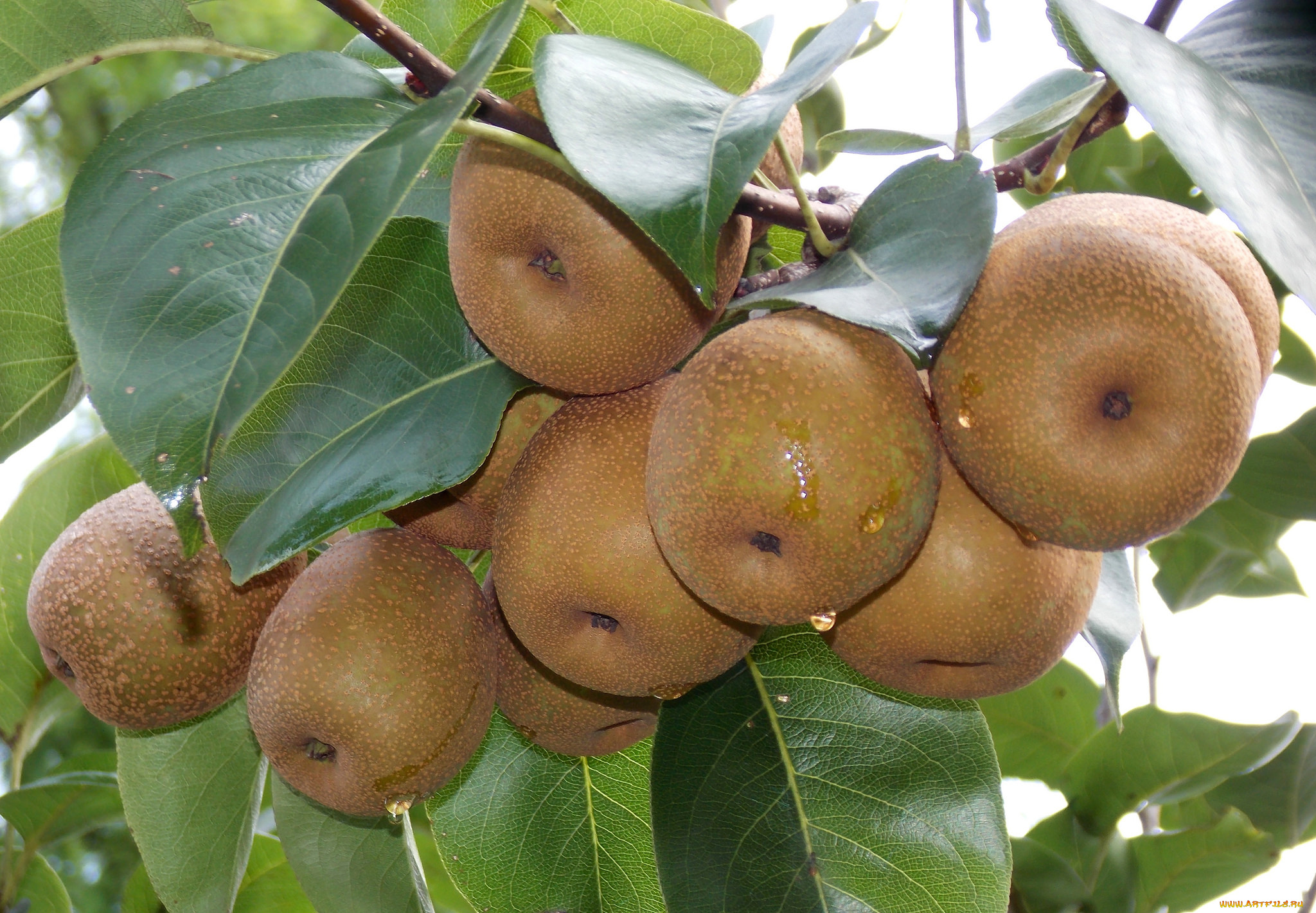 природа, плоды, фрукты