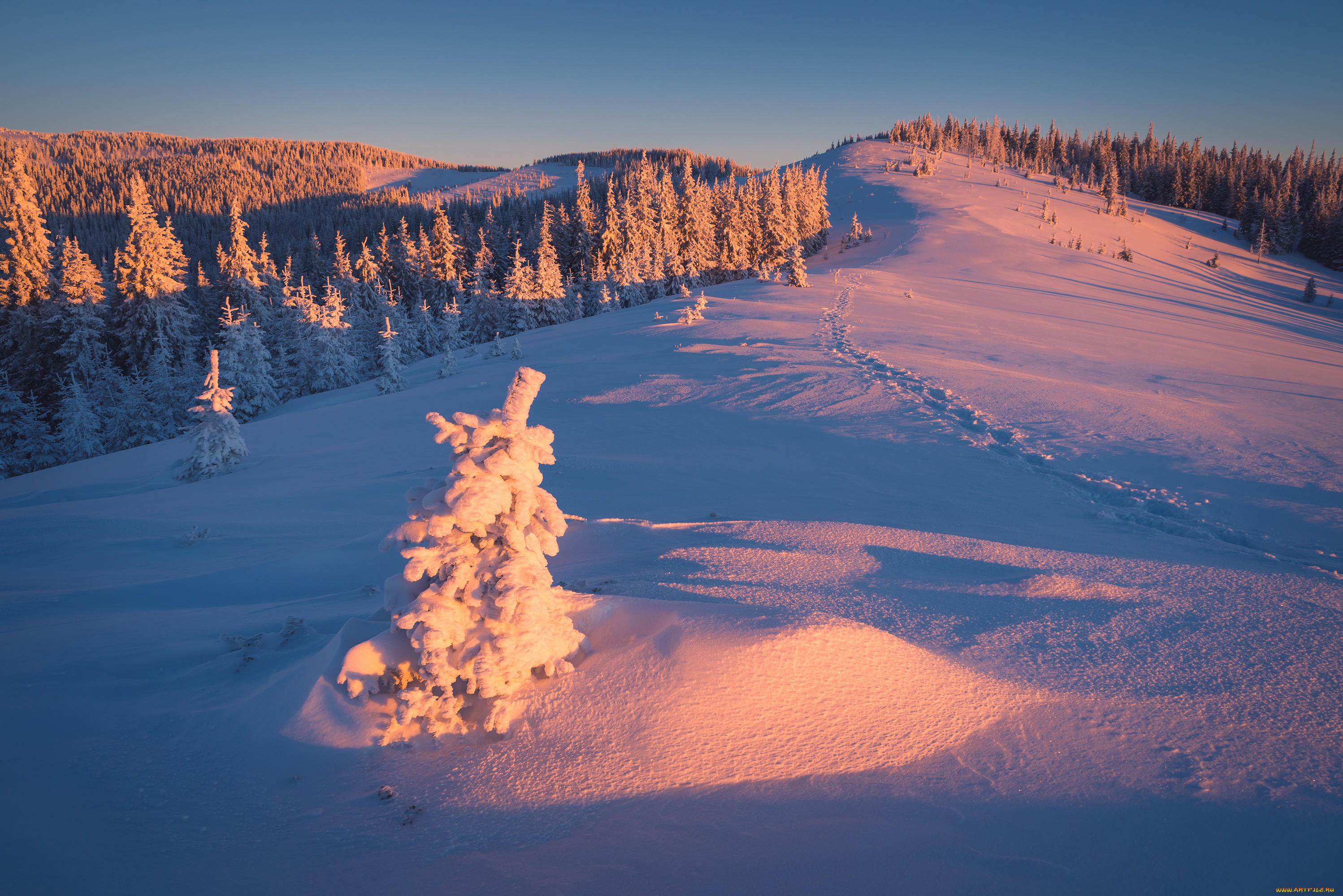 природа, зима, снег, деревья