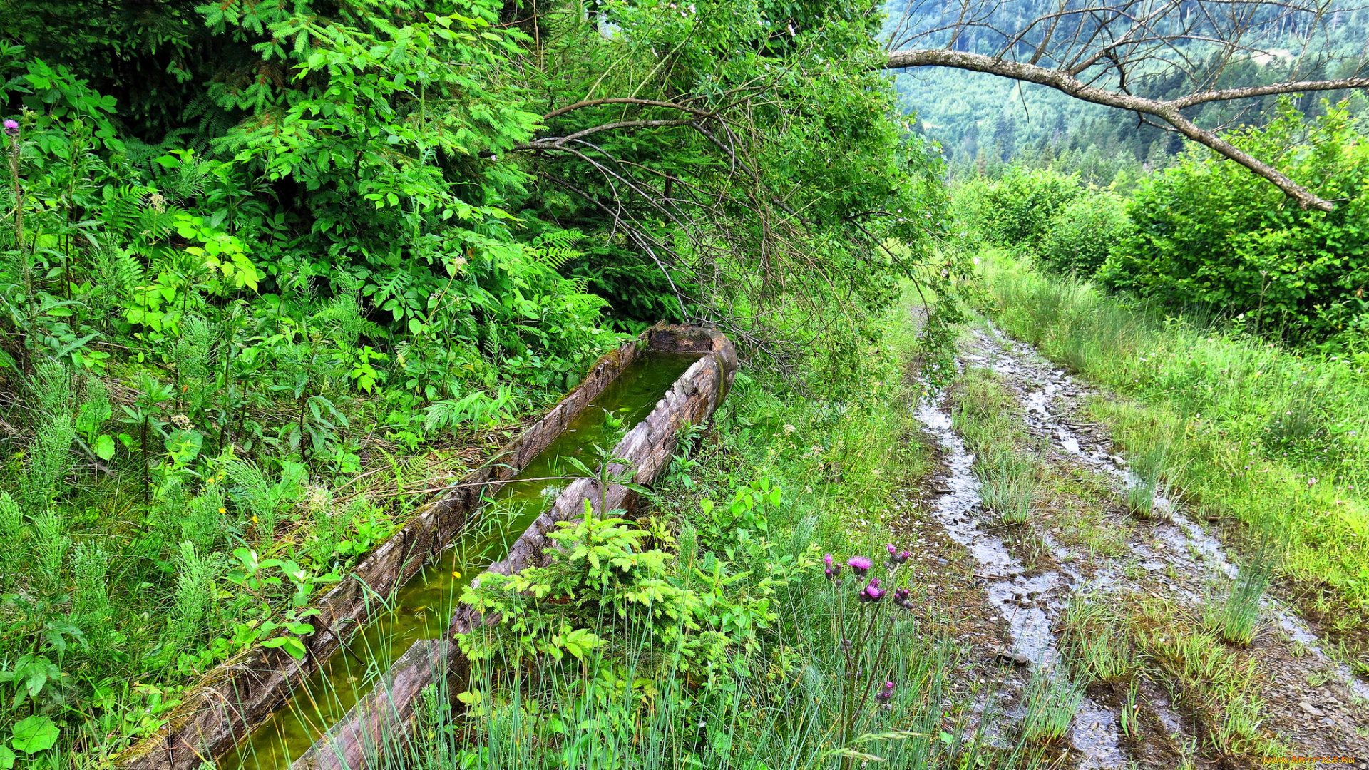 природа, дороги, простор