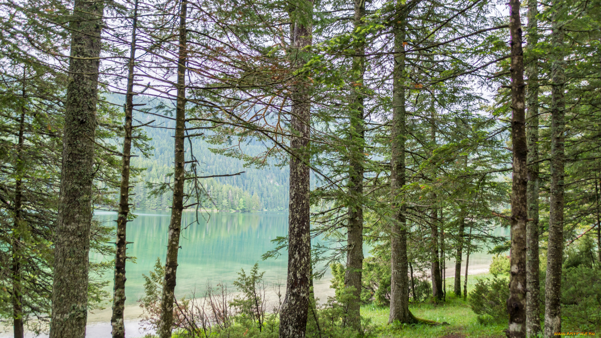 природа, лес, простор