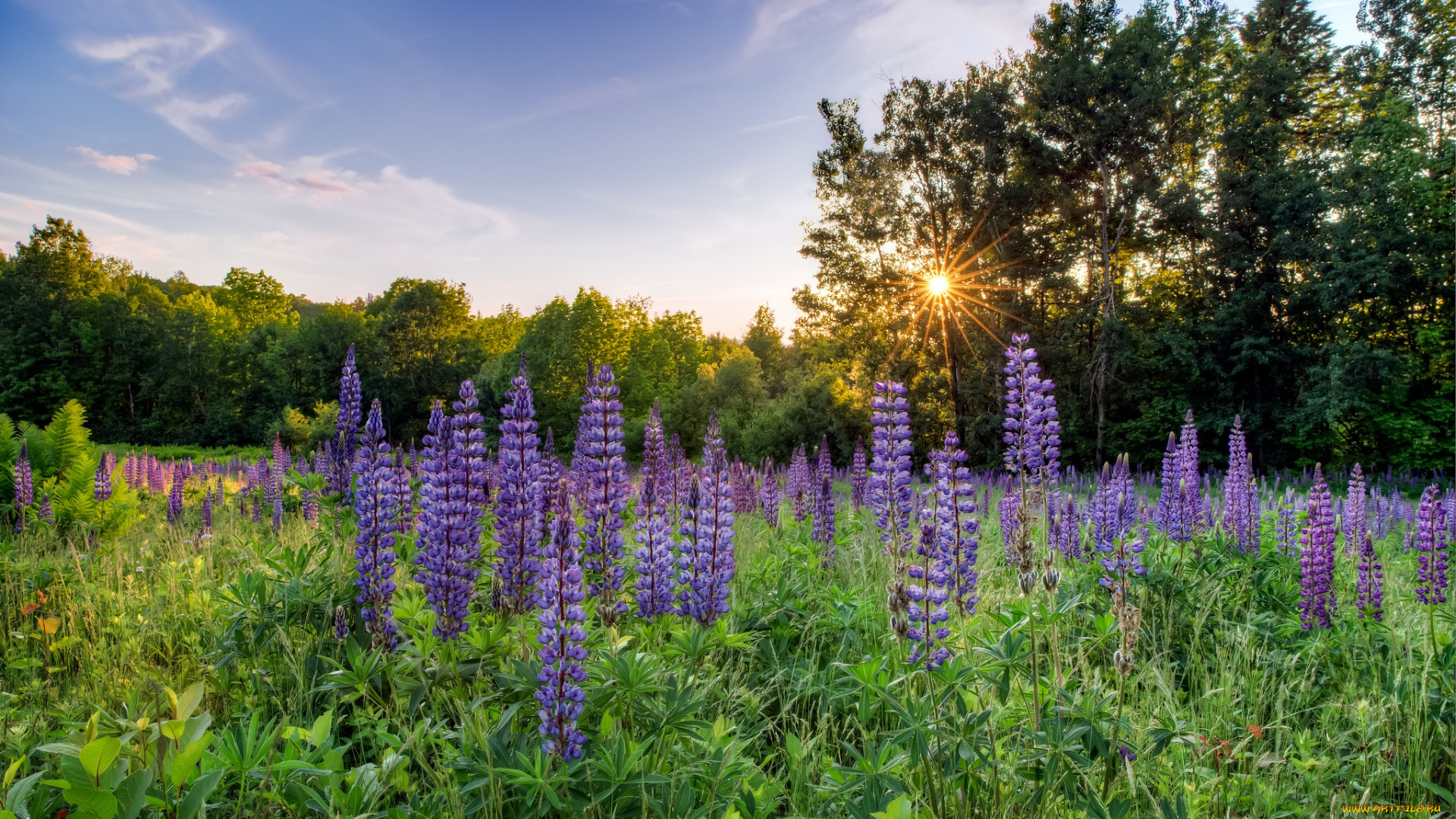 природа, луга, простор