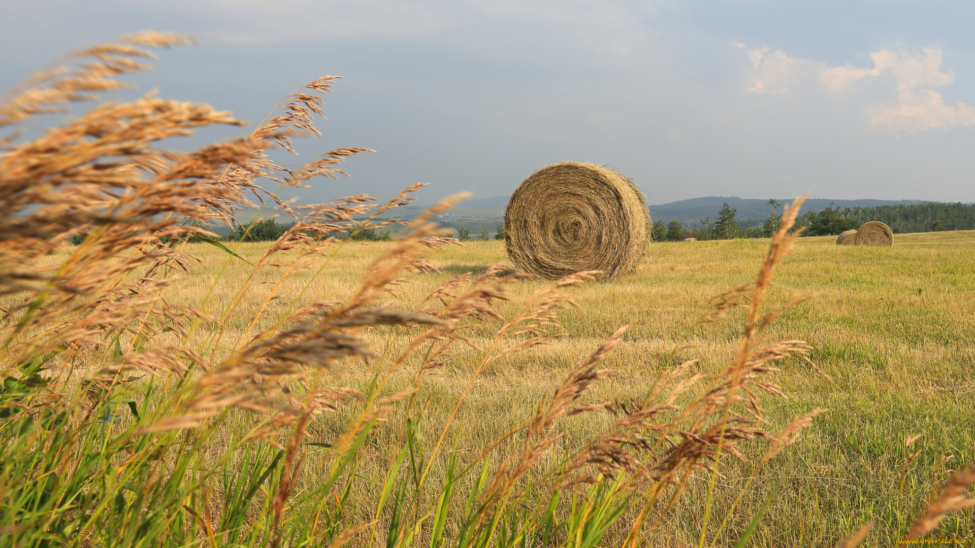 природа, поля, простор