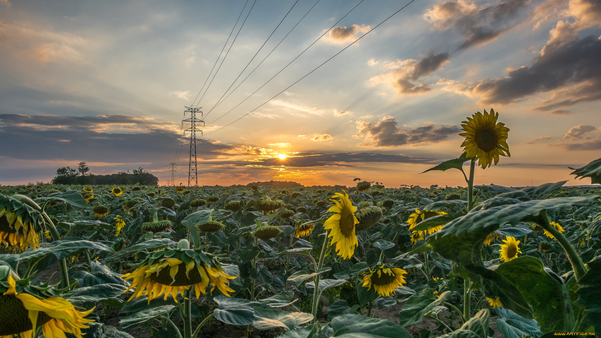 природа, поля, простор
