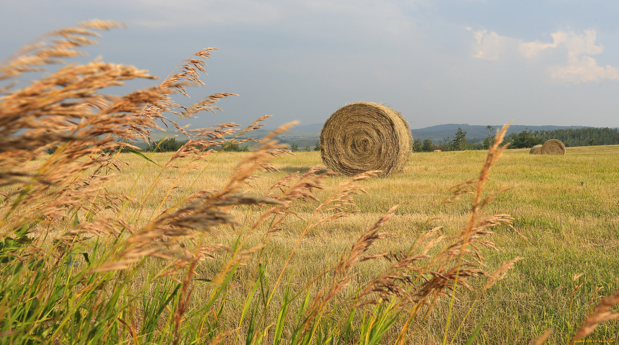 природа, поля, простор