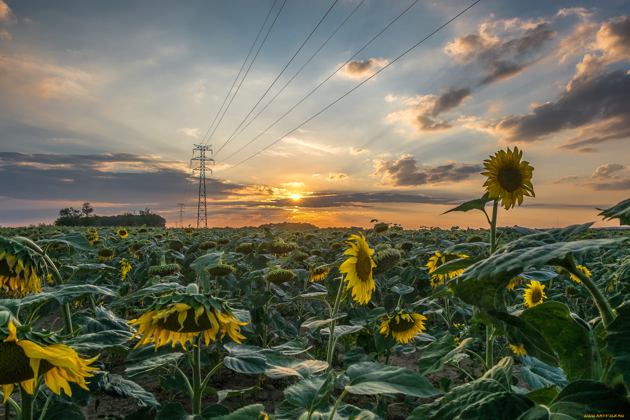 природа, поля, простор