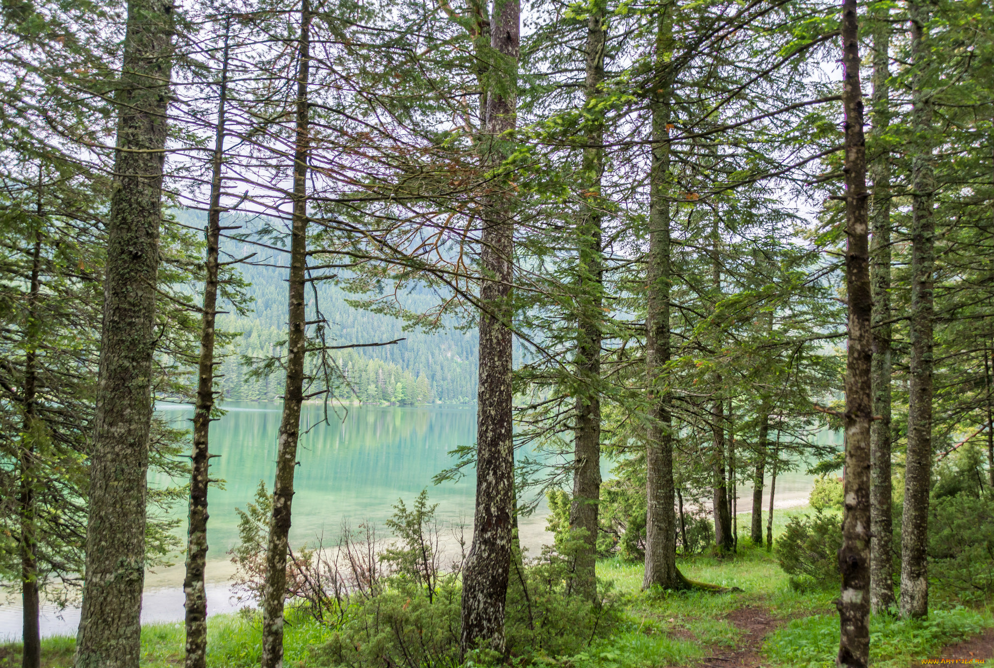 природа, лес, простор