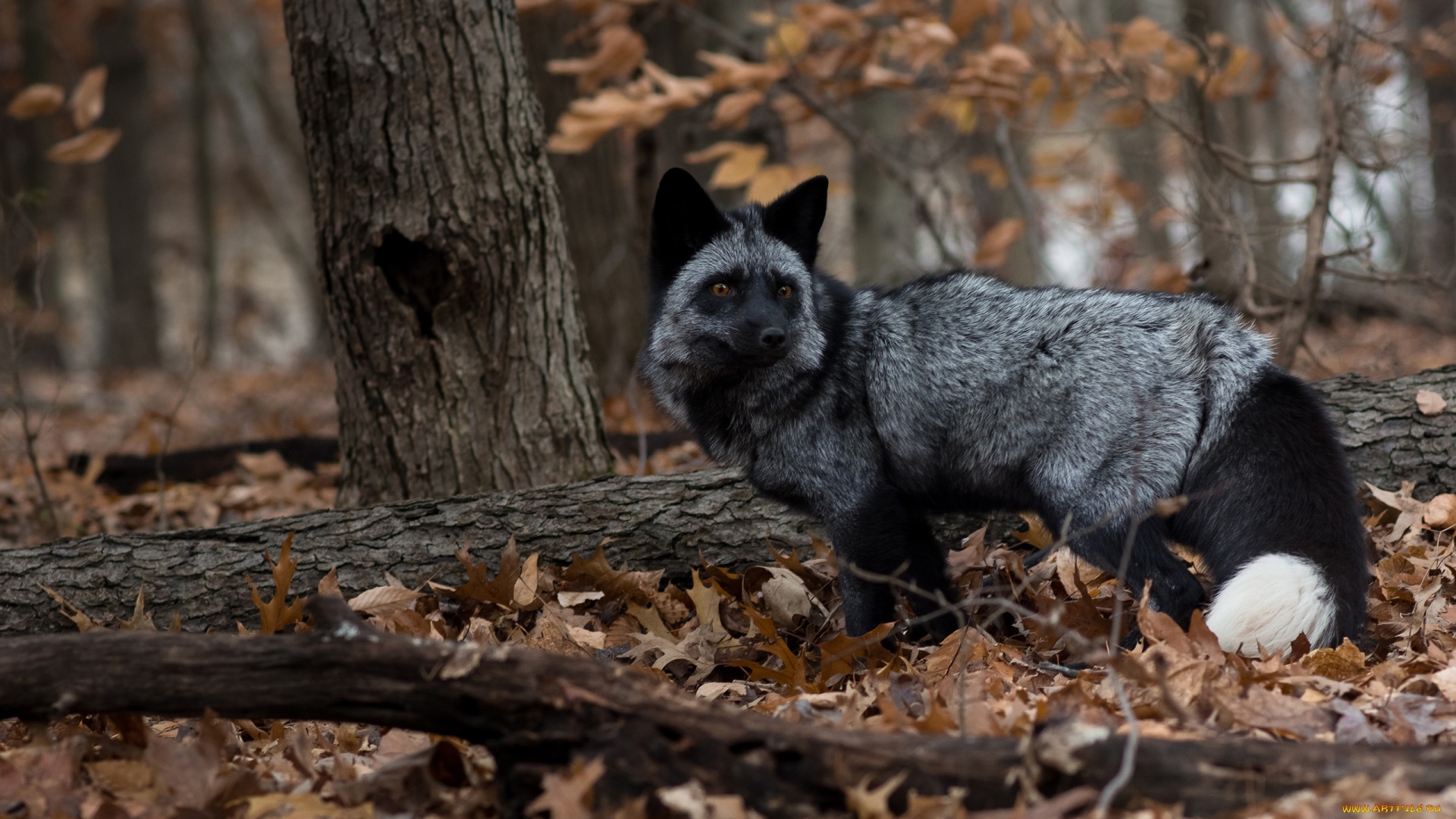 чернобурая, лисица, животные, лисы, чернобурая, лисица, black, fox, чернобурка, псовые, лисицы, млекопитающие, мех, пушнина, чёрная, лиса, хищник