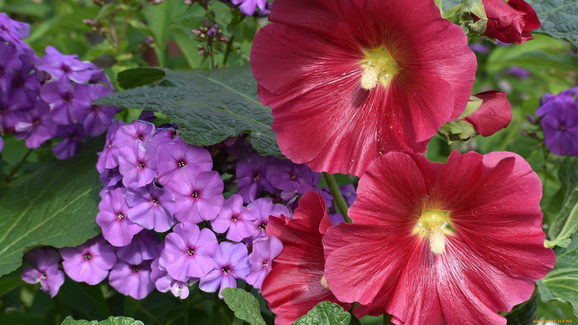 цветы, разные, вместе, мальвы, флоксы