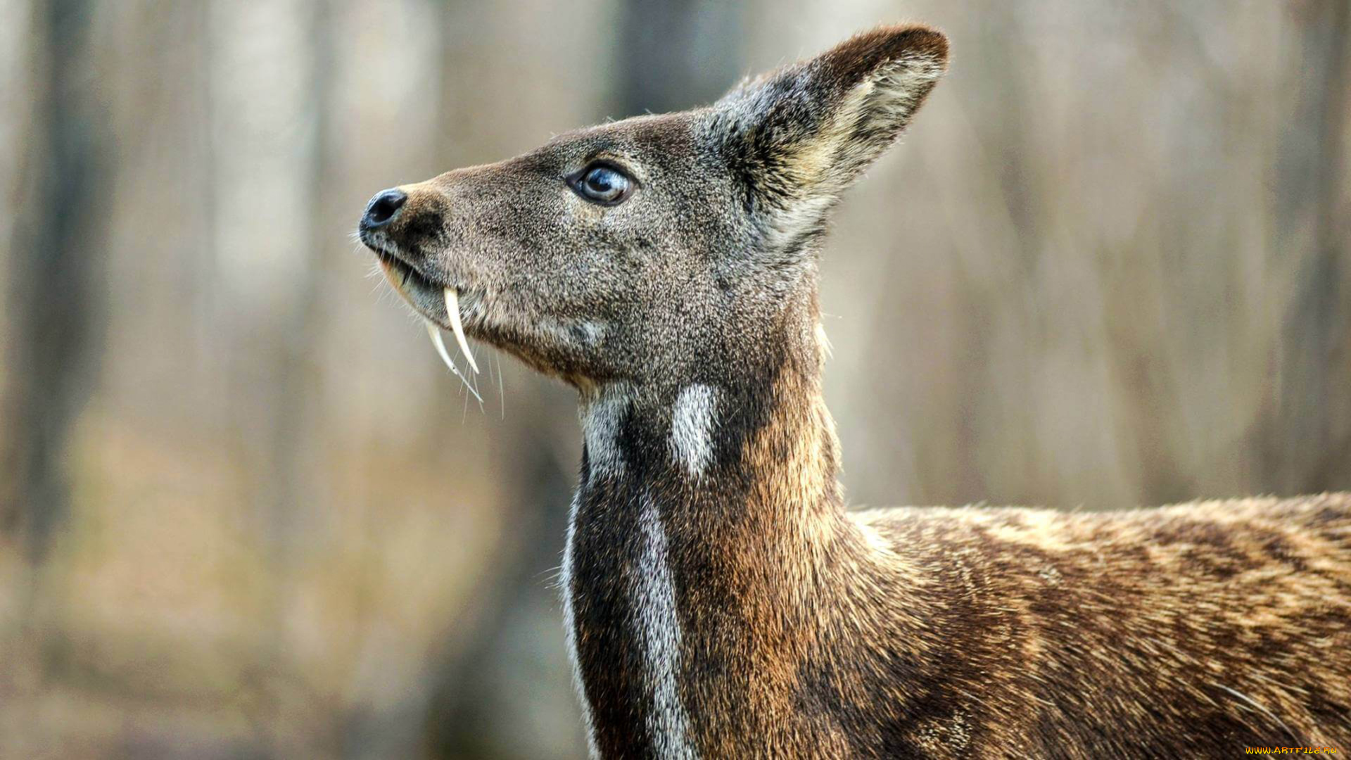 кабарга, животные, -, другое, musk, deer, кабарги, кабарговые, китопарнокопытные, млекопитающие, клыки