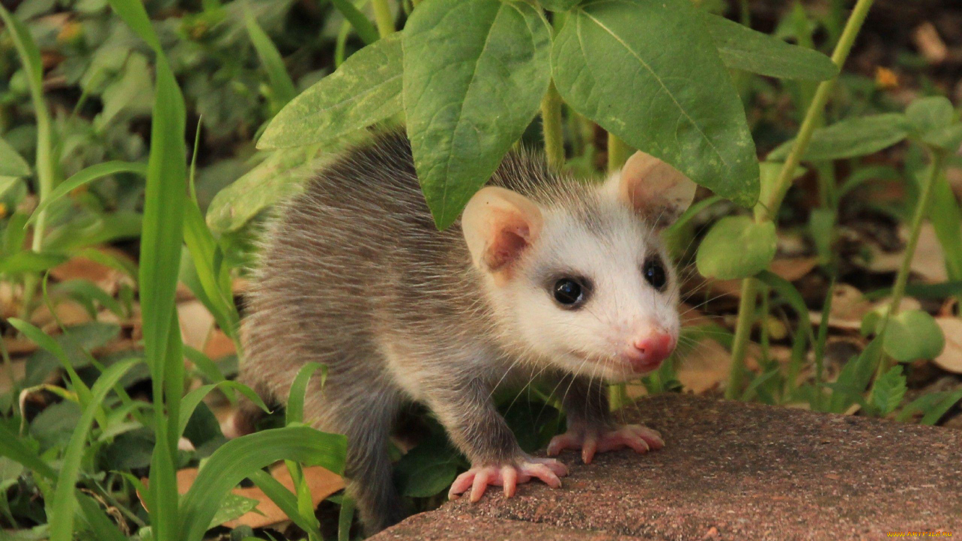 opossum, животные, опоссумы, опоссум, опоссумовые, зверёк, мех, хвостик, мордочка, млекопитающие